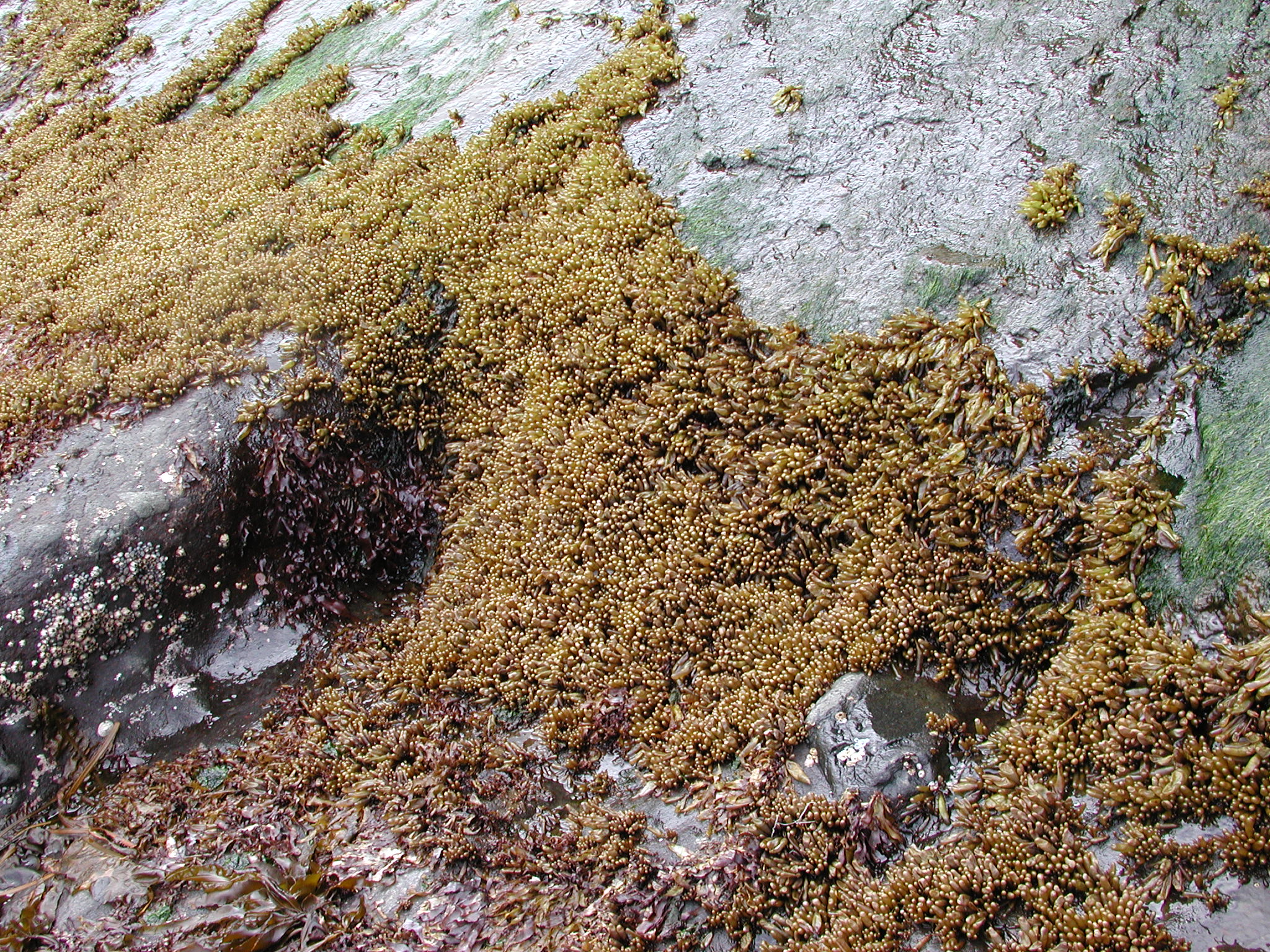 Halosaccion glandiforme – M. Lindeberg · Aleutian Islands · June 2005