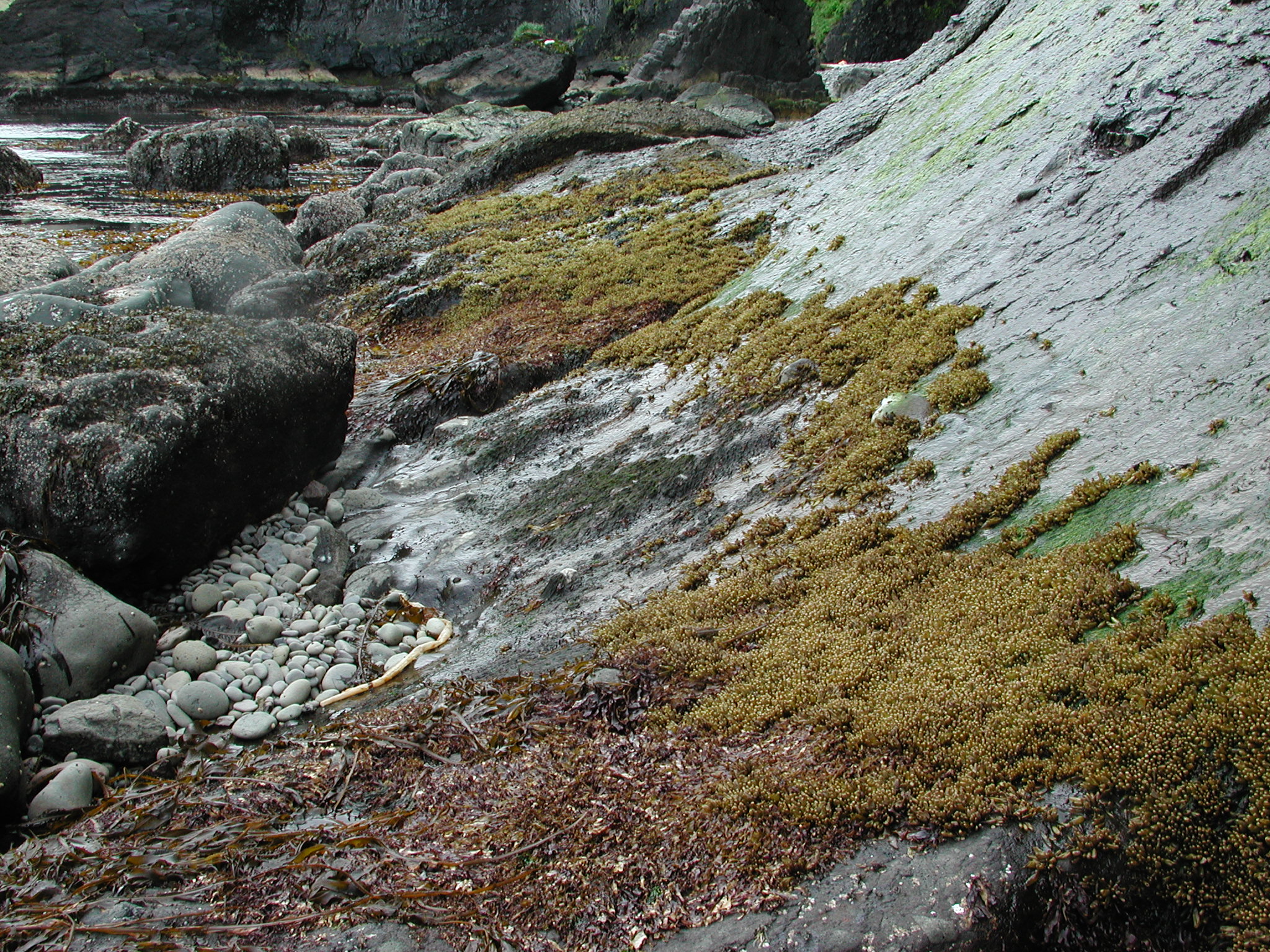 Halosaccion glandiforme – M. Lindeberg · Aleutian Islands · June 2005