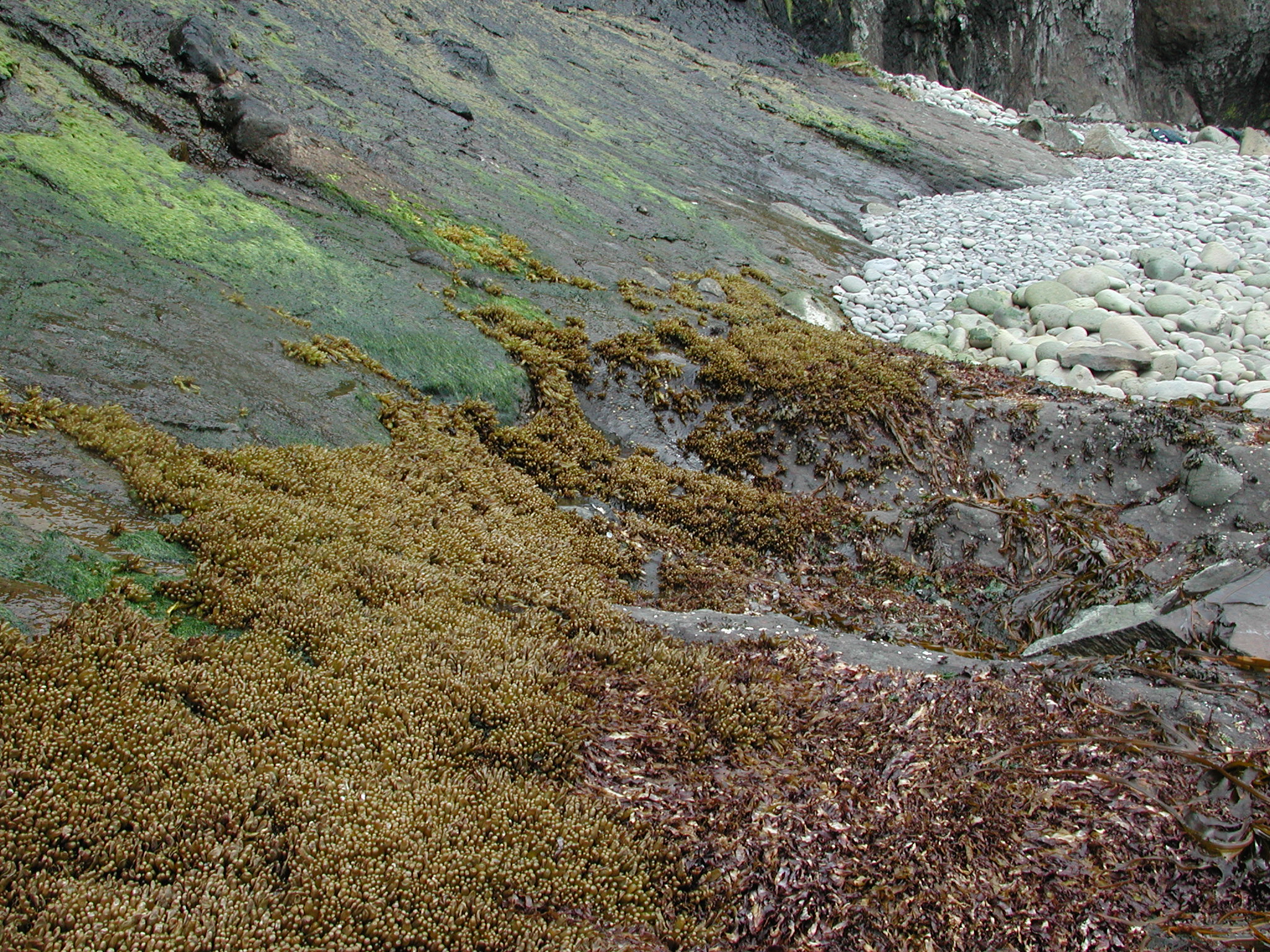 Halosaccion glandiforme – M. Lindeberg · Aleutian Islands · June 2005