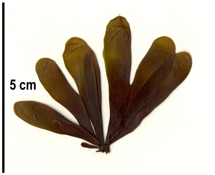 Halosaccion glandiforme