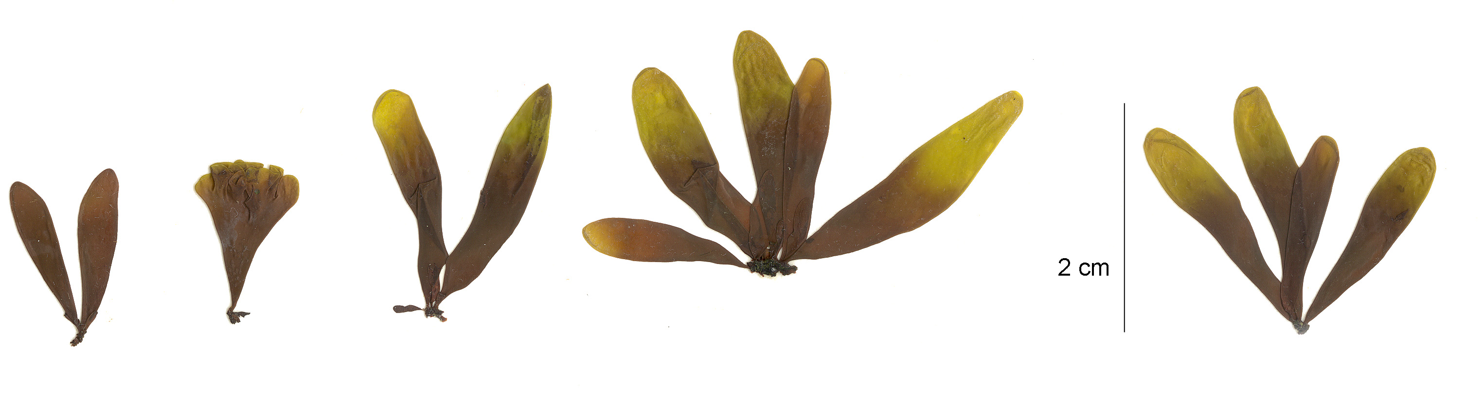 Halosaccion glandiforme – M. Lindeberg · Aleutian Islands · July 2006