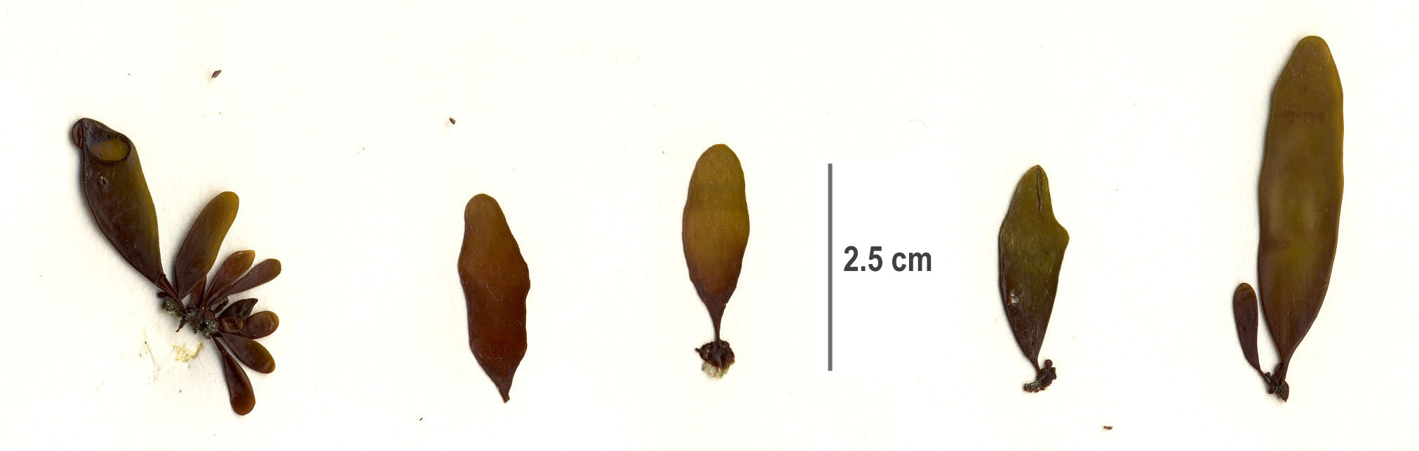 Halosaccion glandiforme – S. Lindstrom · Aleutian Islands · June 2008