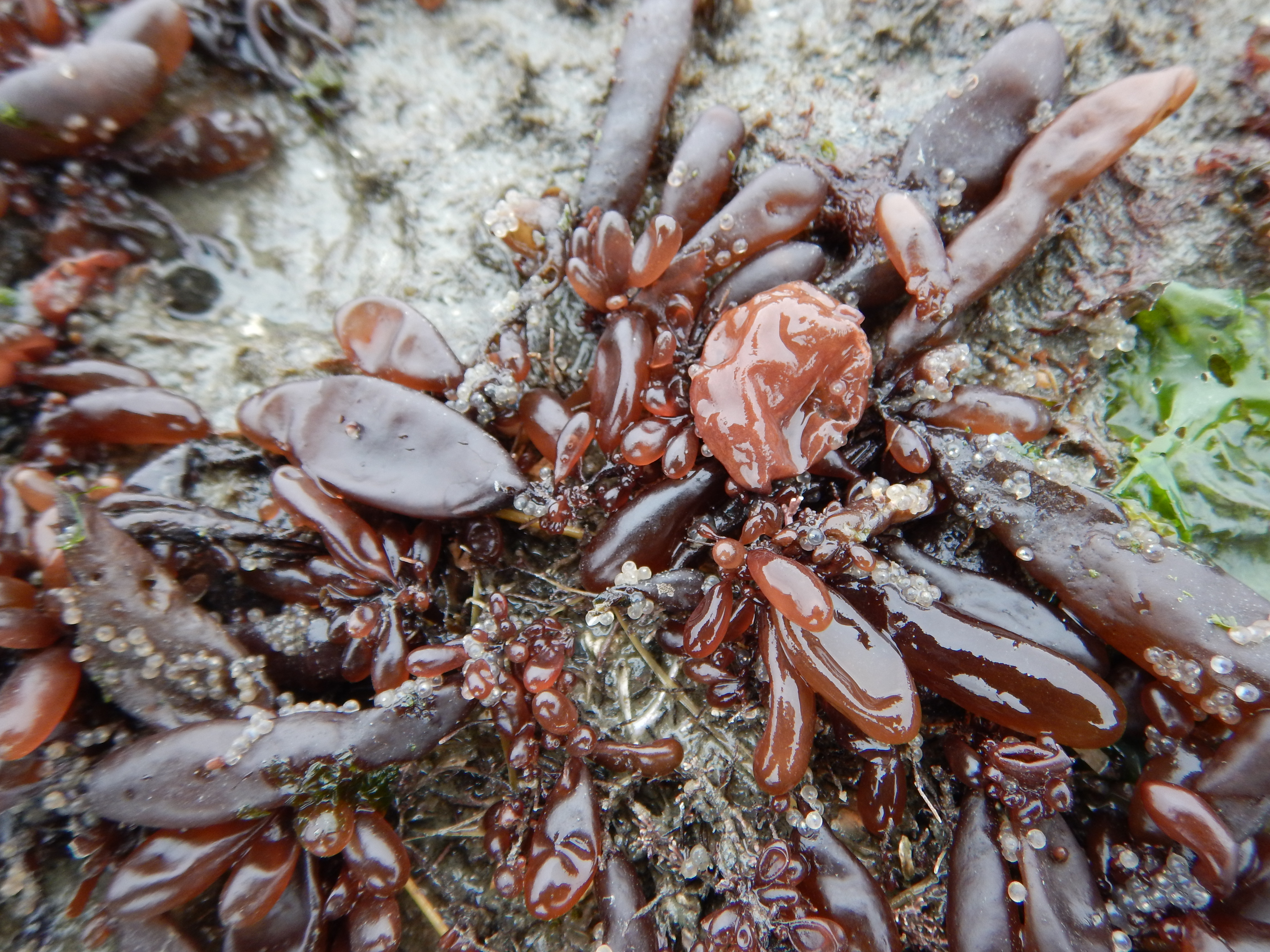Halosaccion sp. – M. Lindeberg · Cook Inlet · May 2018