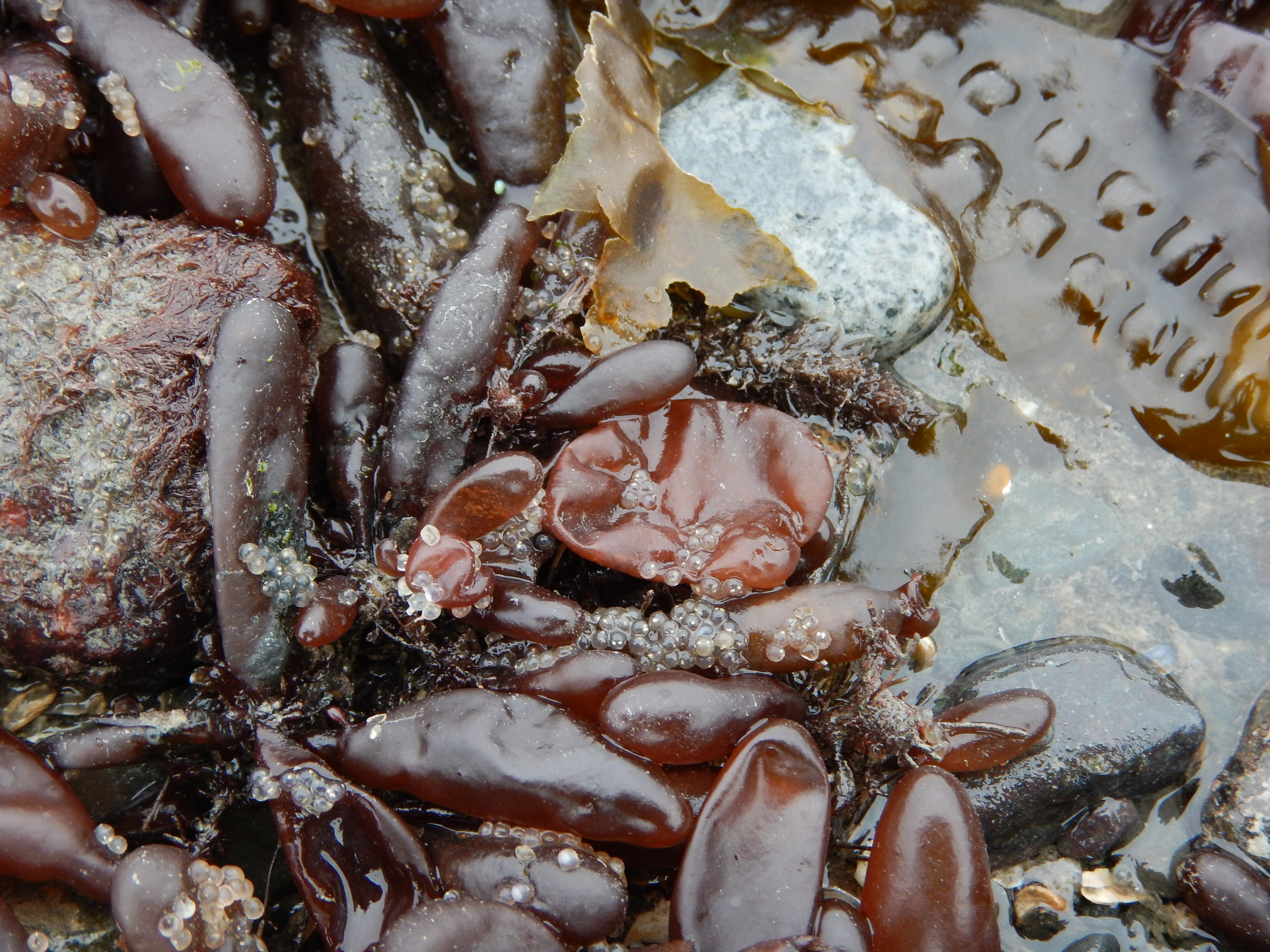 Halosaccion sp. – M. Lindeberg · Cook Inlet · May 2018