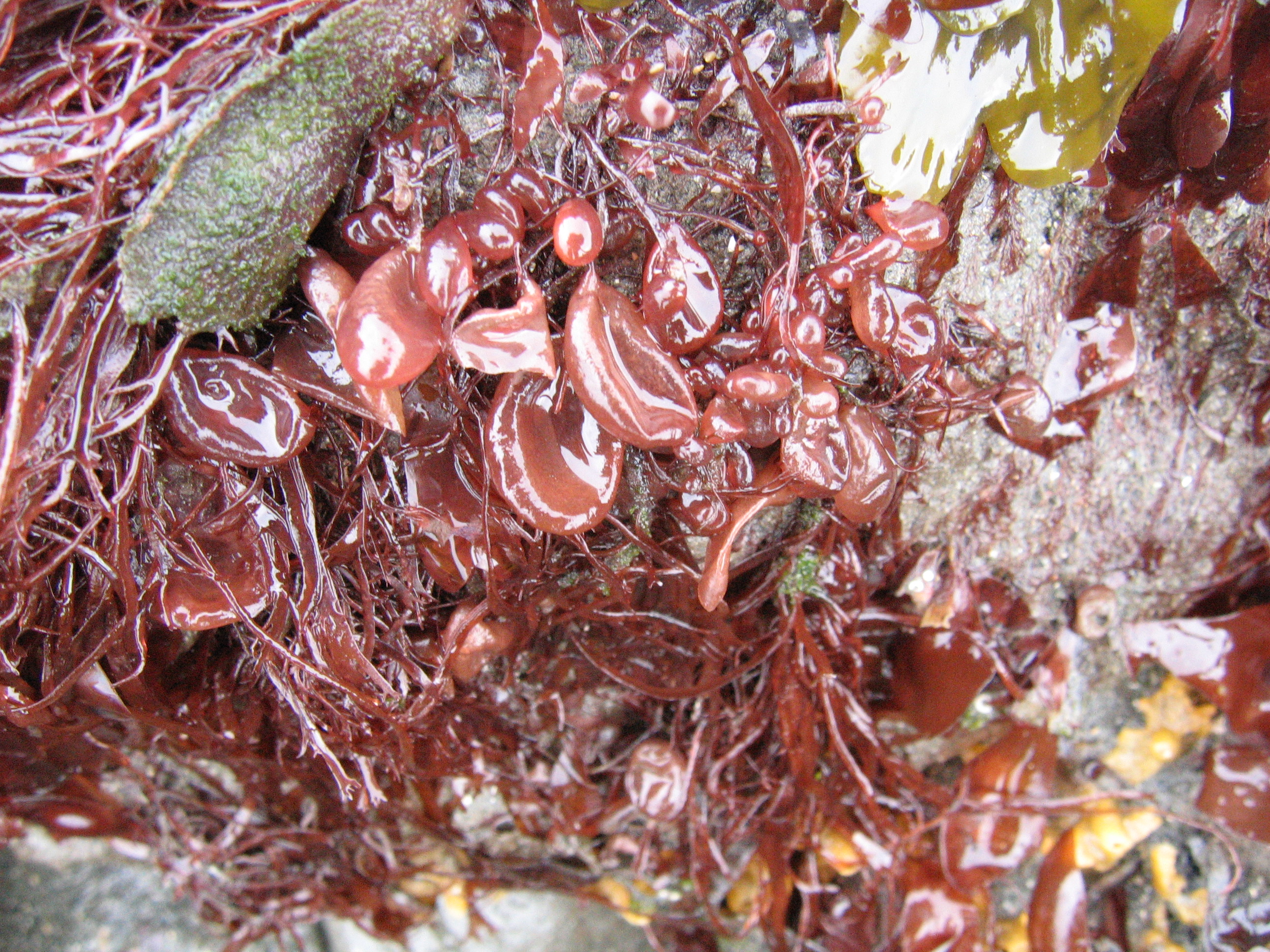 Halosaccion sp. – S. Lindstrom · Cook Inlet · May 2008