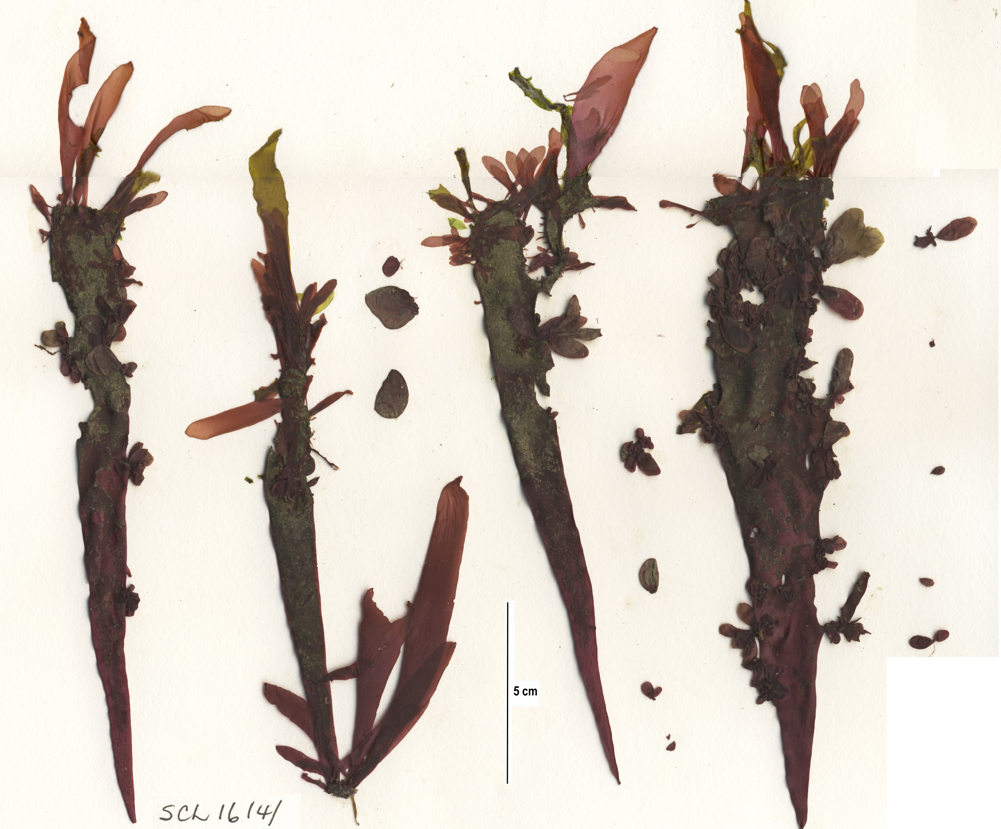 Halosaccion sp. – S. Lindstrom · Alaska Peninsula · May 2016