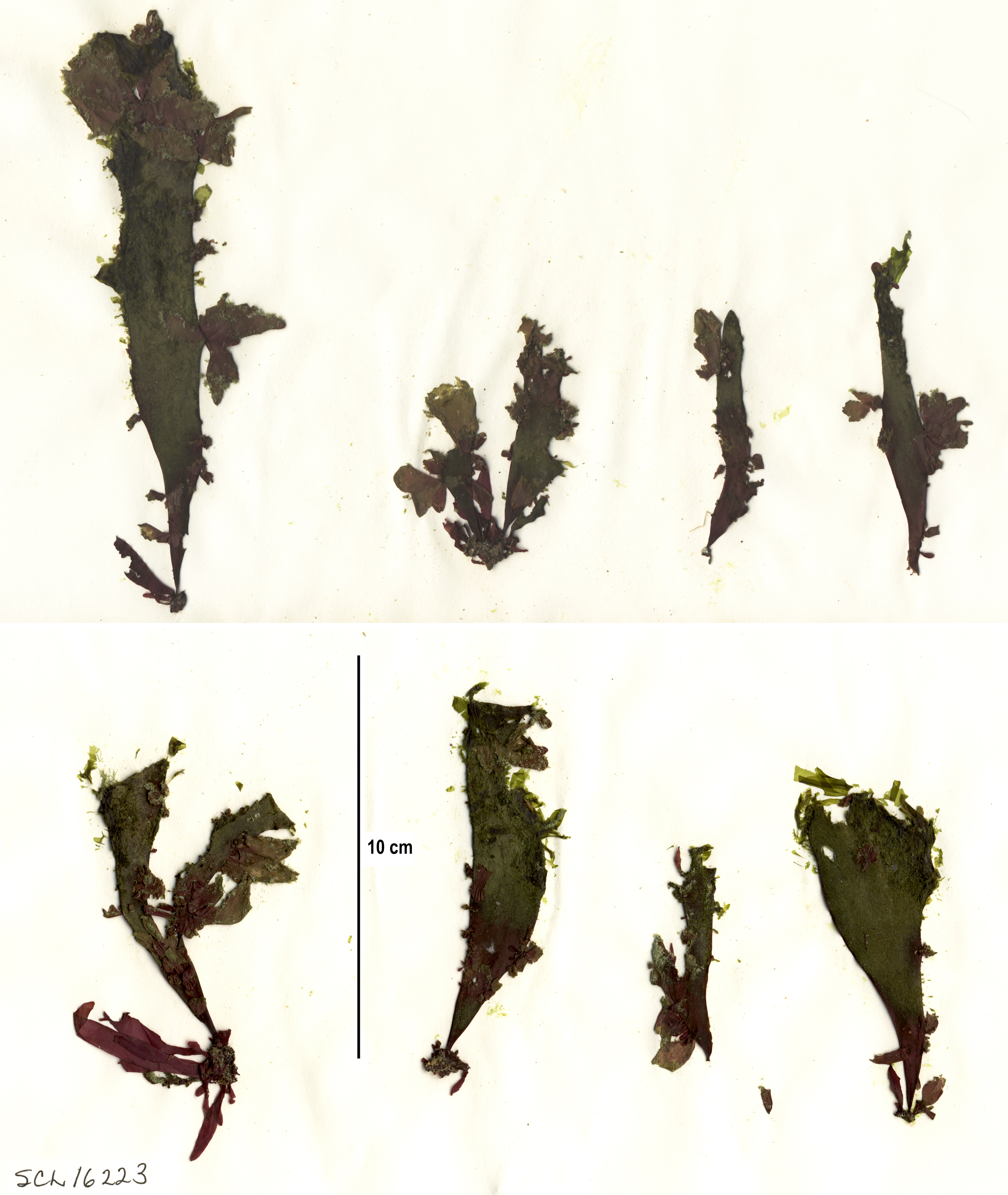 Halosaccion sp. – S. Lindstrom · Alaska Peninsula · May 2016