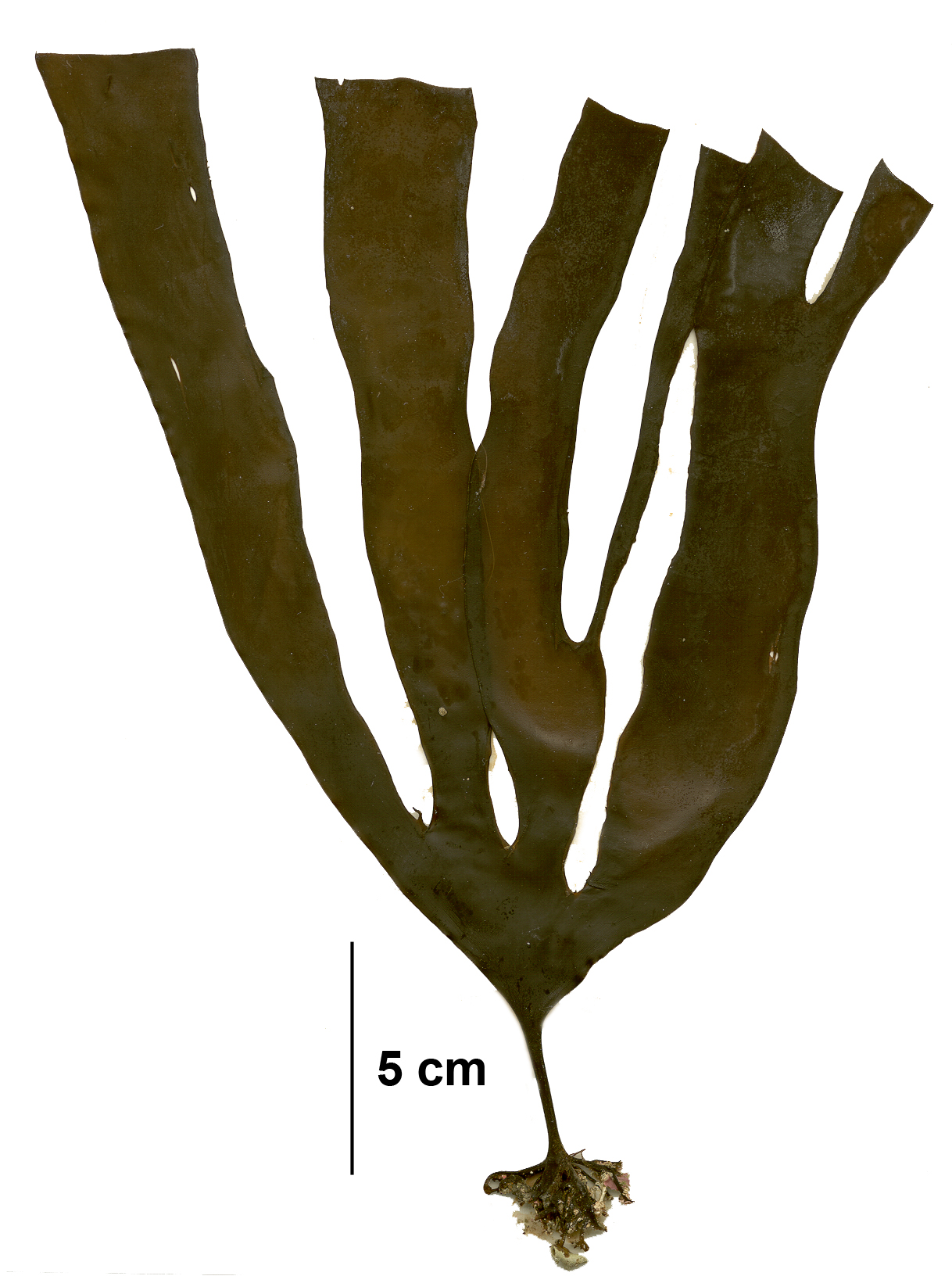 Hedophyllum dentigerum