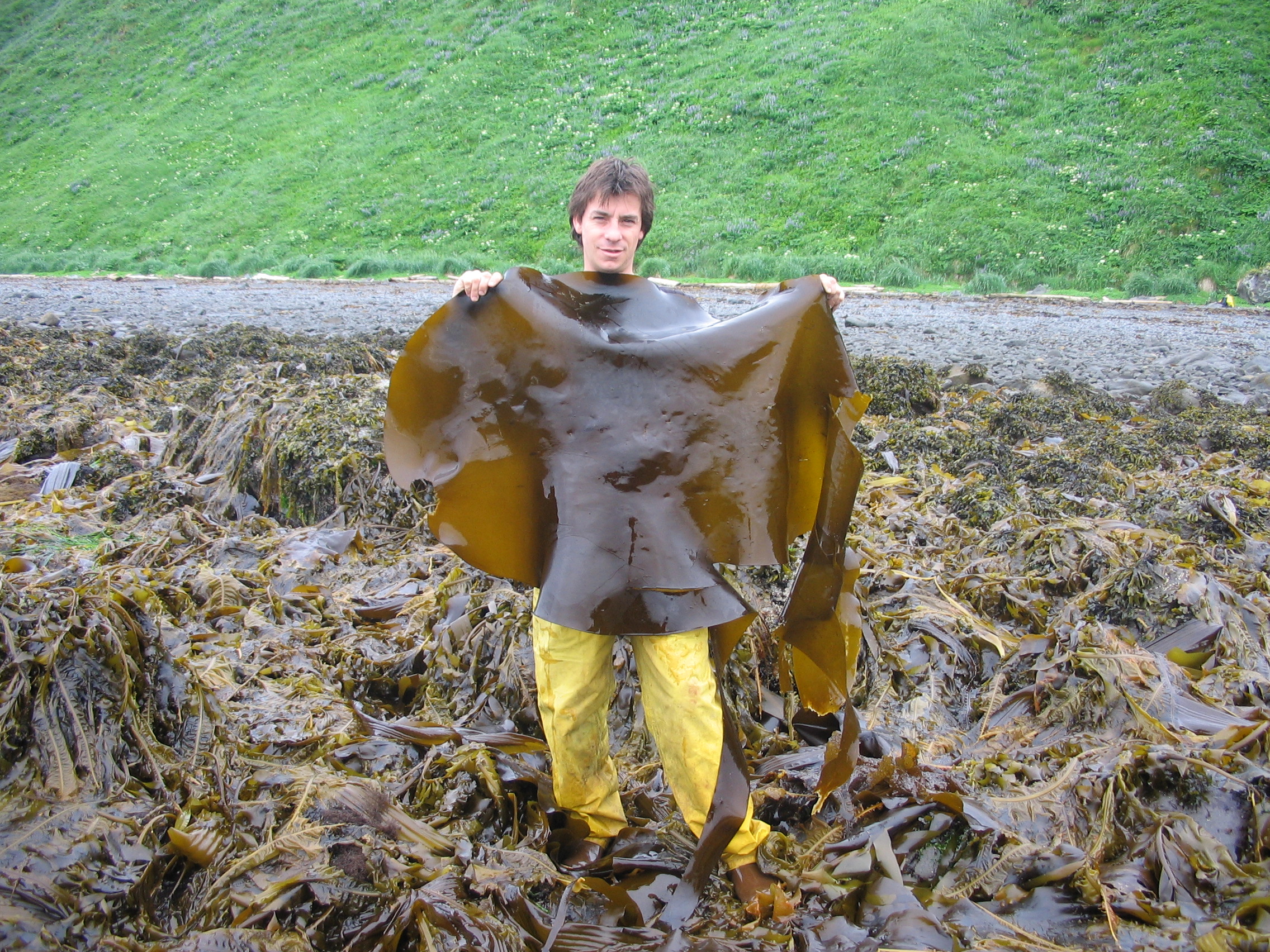 Hedophyllum nigripes – M. Lindeberg · Kodiak Archipelago · June 2005