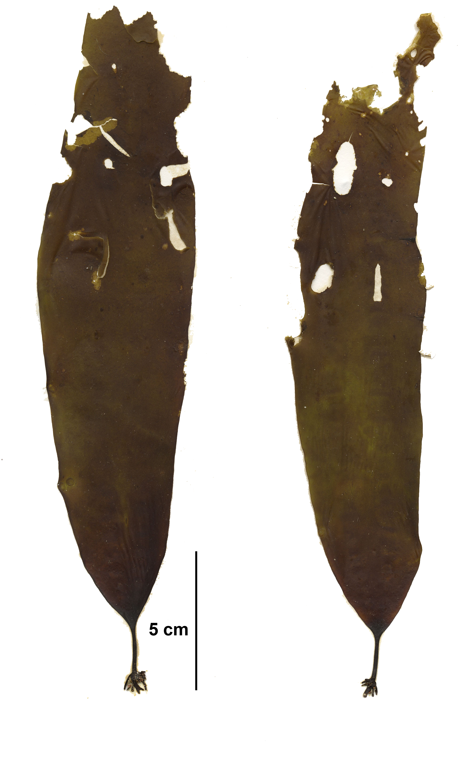 Hedophyllum nigripes