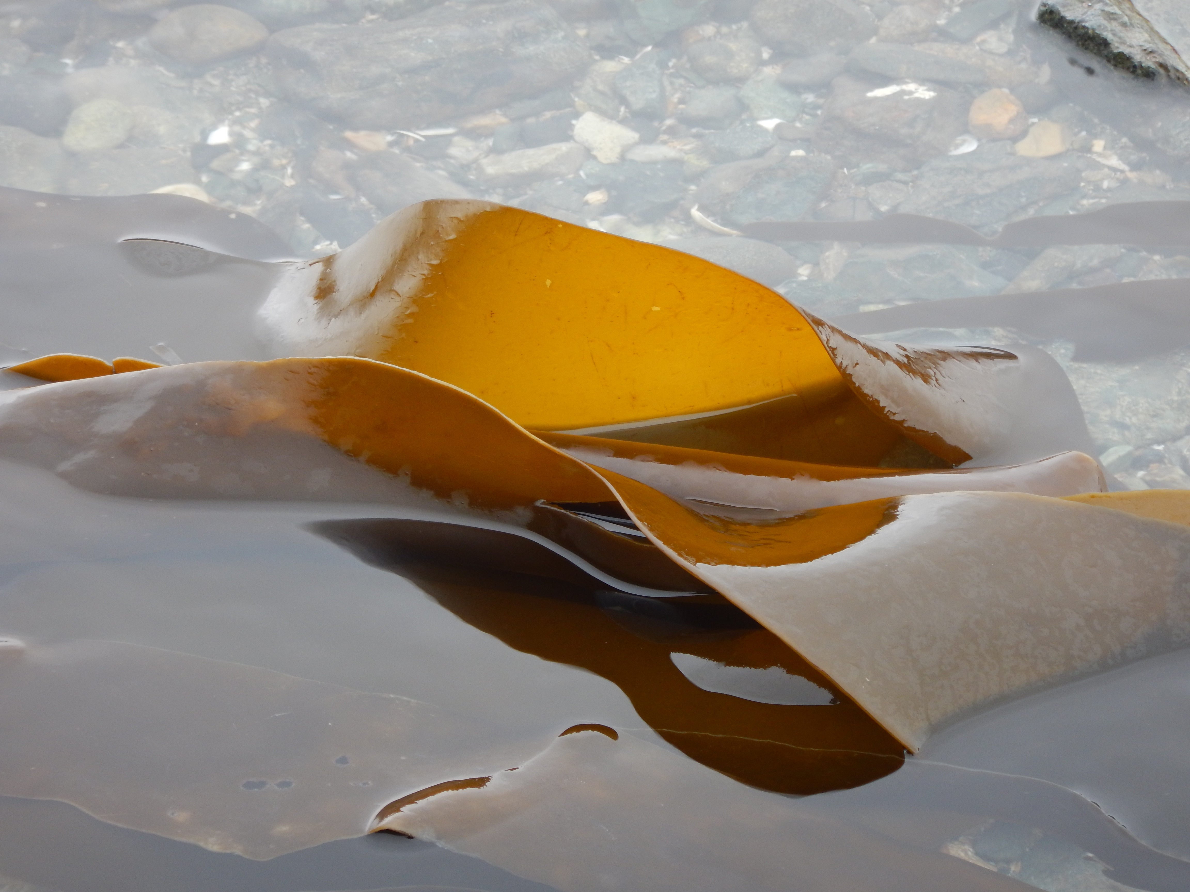 Laminaria setchellii – M. Lindeberg · Cook Inlet · May 2018