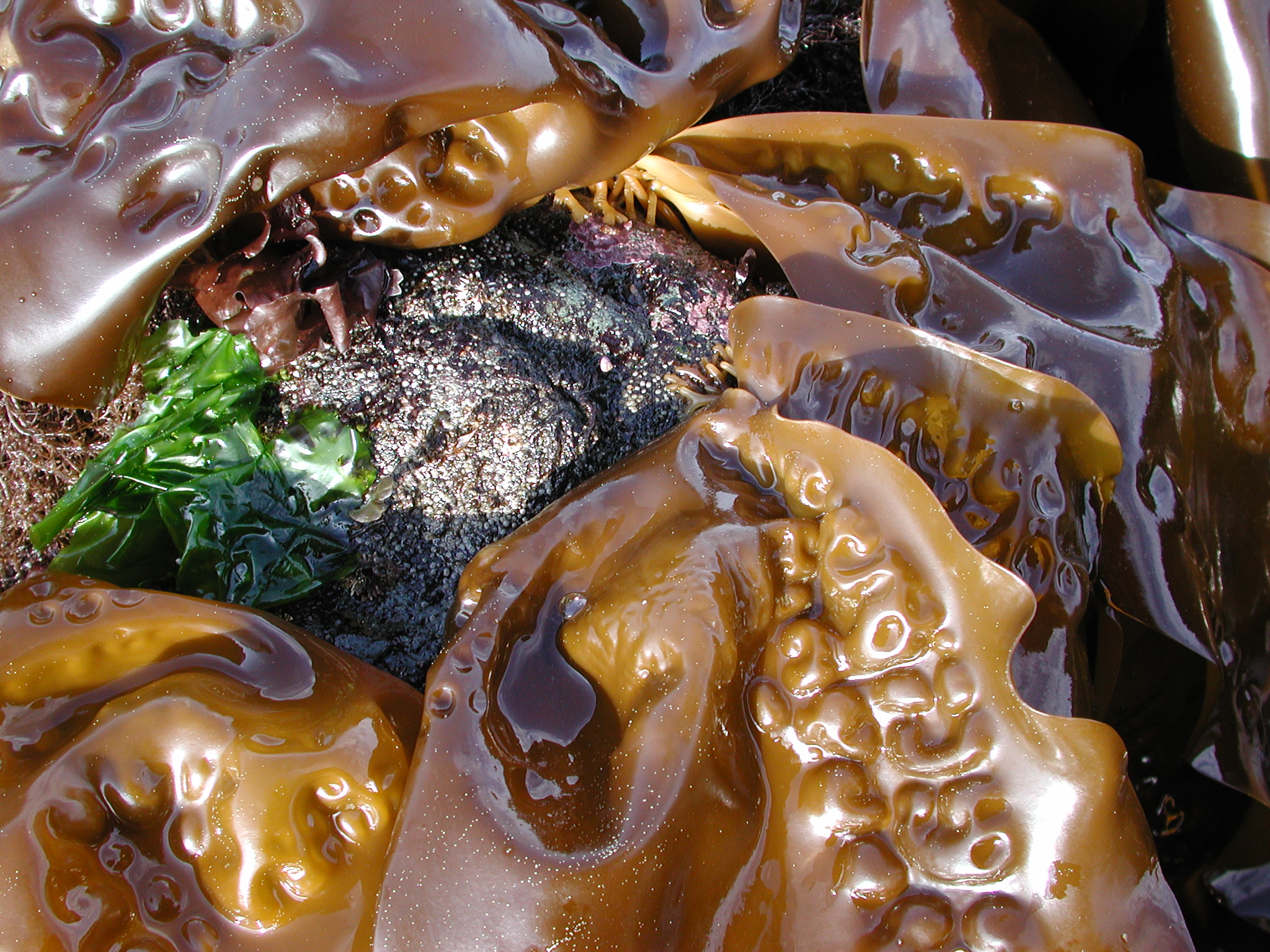 Hedophyllum sessile – M. Lindeberg · Kodiak Archipelago · May 2005