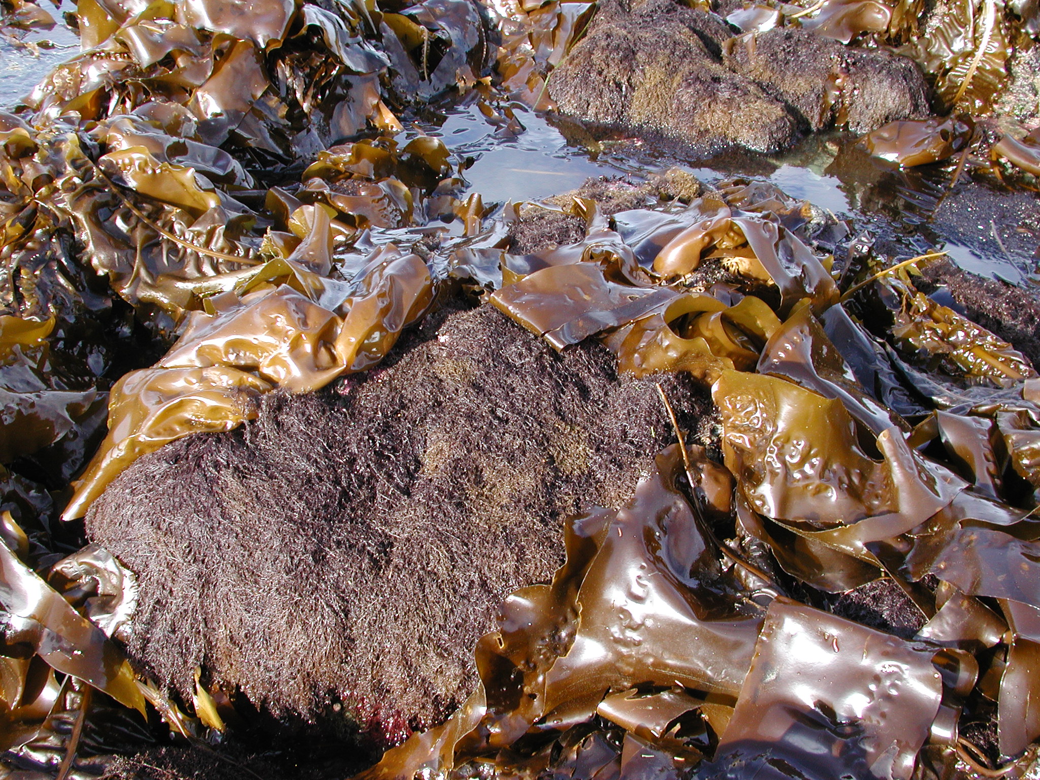 Hedophyllum sessile – M. Lindeberg · Kodiak Archipelago · May 2005