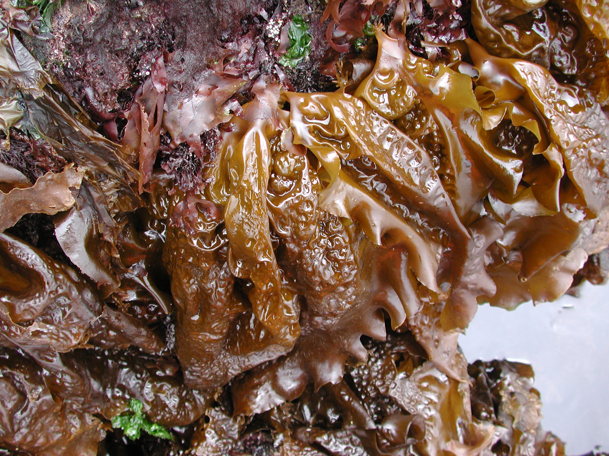 Hedophyllum sessile – M. Lindeberg · Kodiak Archipelago · May 2005
