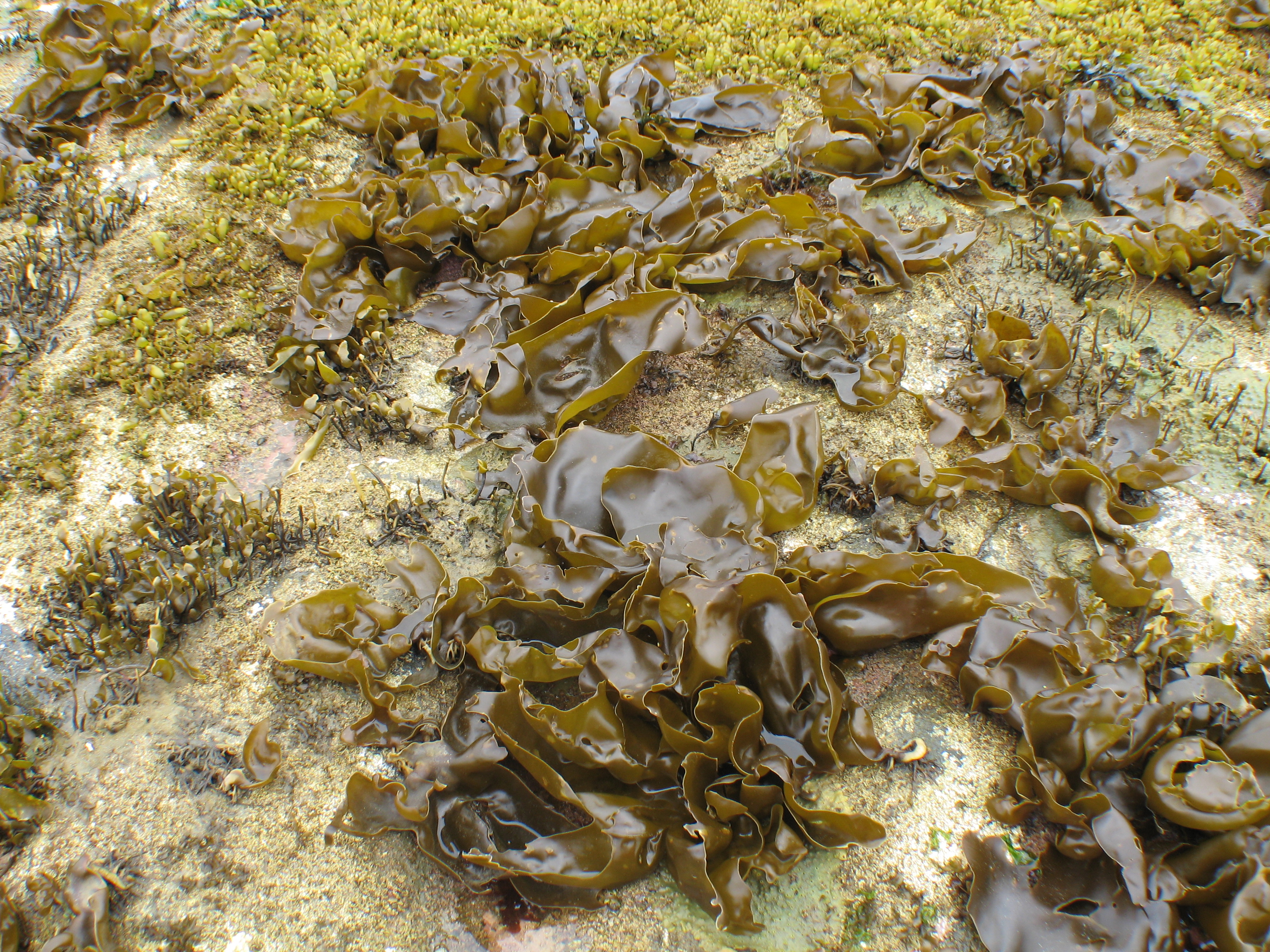Hedophyllum sessile – M. Lindeberg · Aleutian Islands · July 2006