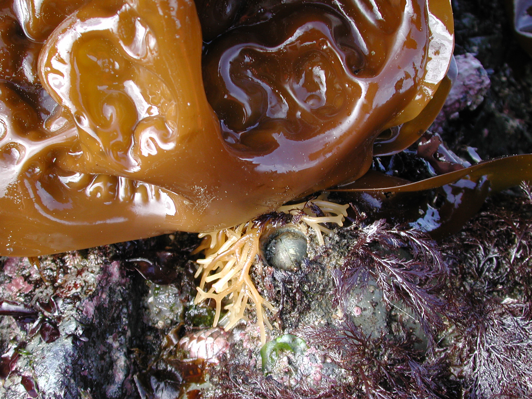 Hedophyllum sessile – M. Lindeberg · Kodiak Archipelago · May 2005