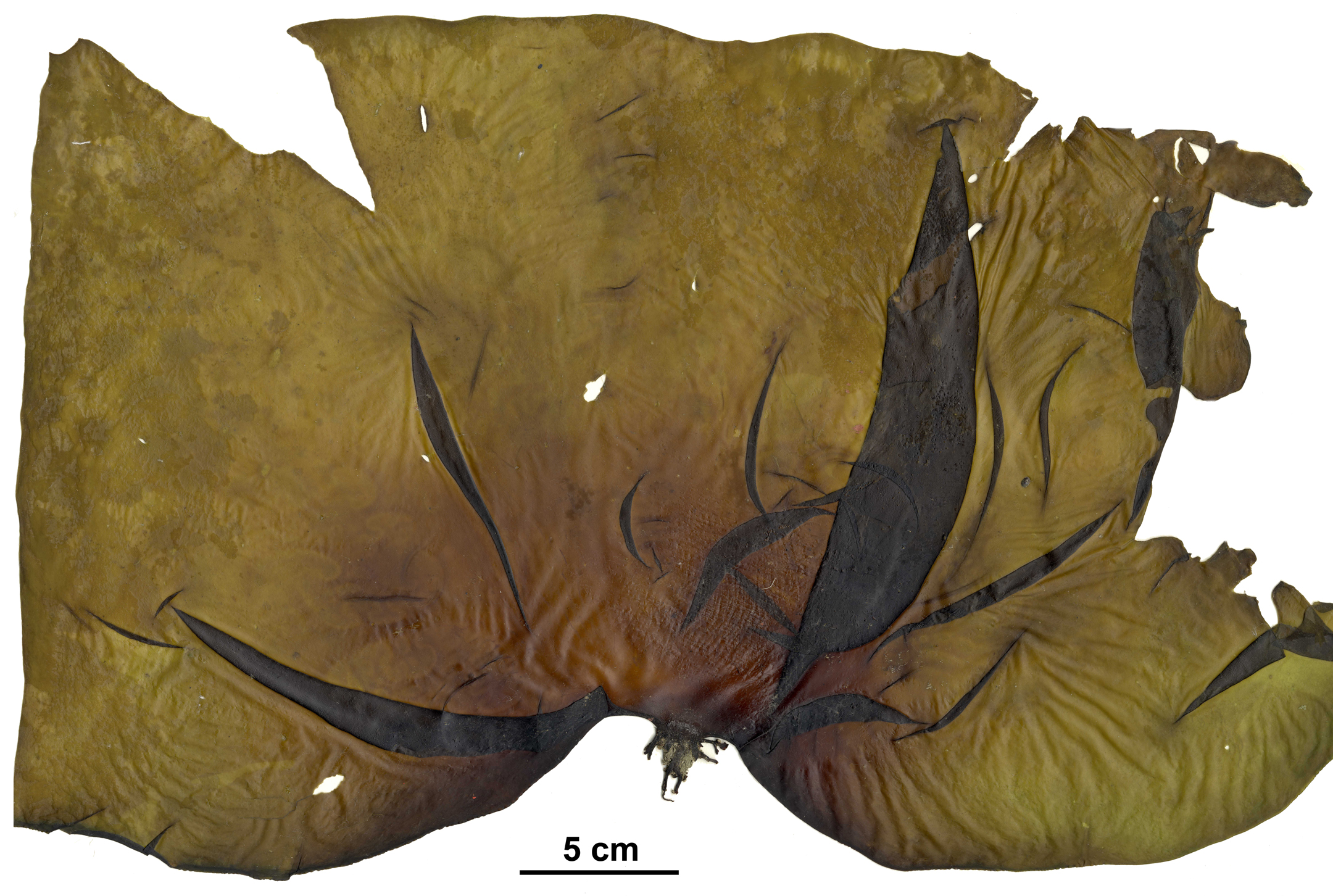 Hedophyllum sessile