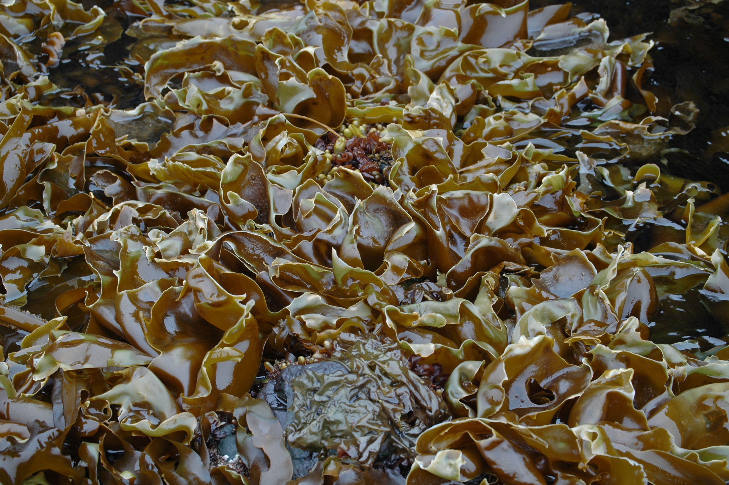 Hedophyllum sessile – M. Lindeberg · Aleutian Islands · July 2007