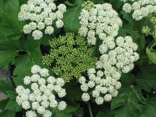 Heracleum lanatum