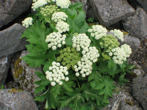 Heracleum lanatum – M. Lindeberg · Aleutian Islands · July 2006