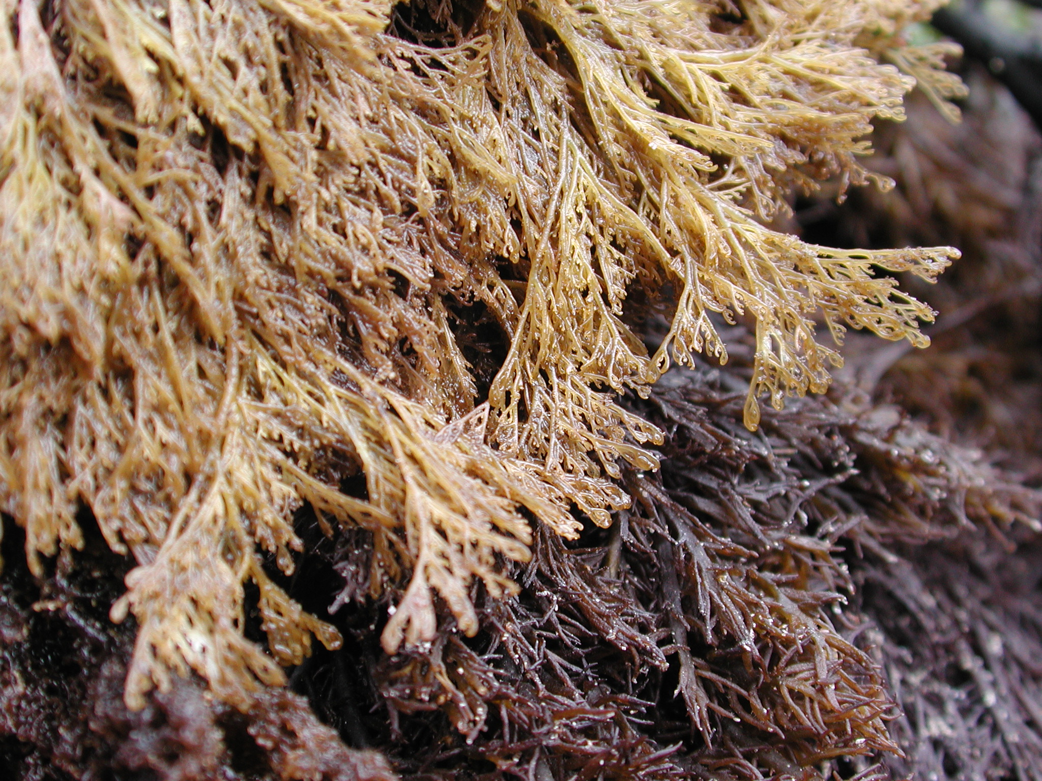 Herpochondria borealis – M. Lindeberg · Kodiak Archipelago · June 2005