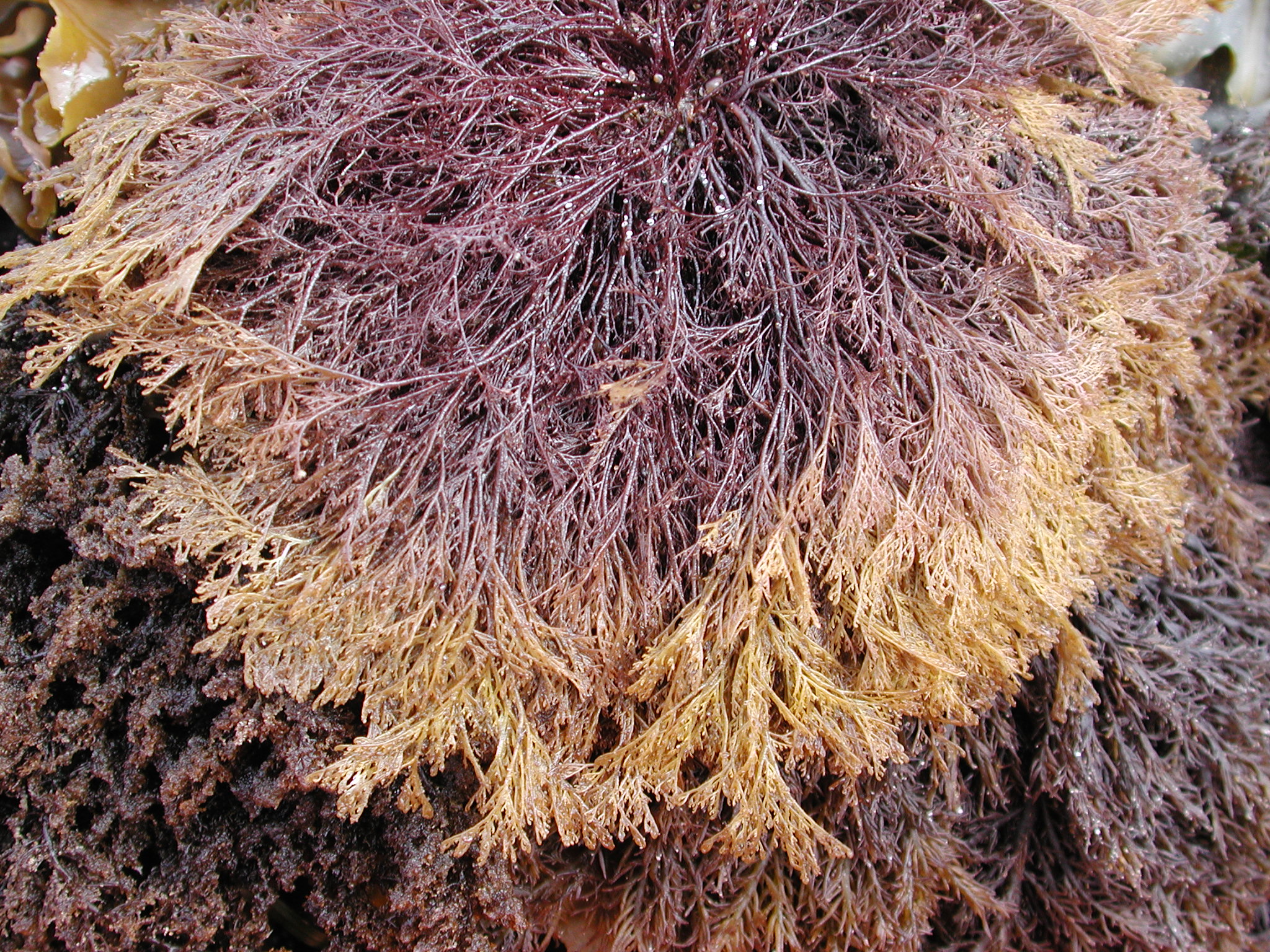 Herpochondria borealis – M. Lindeberg · Kodiak Archipelago · June 2005
