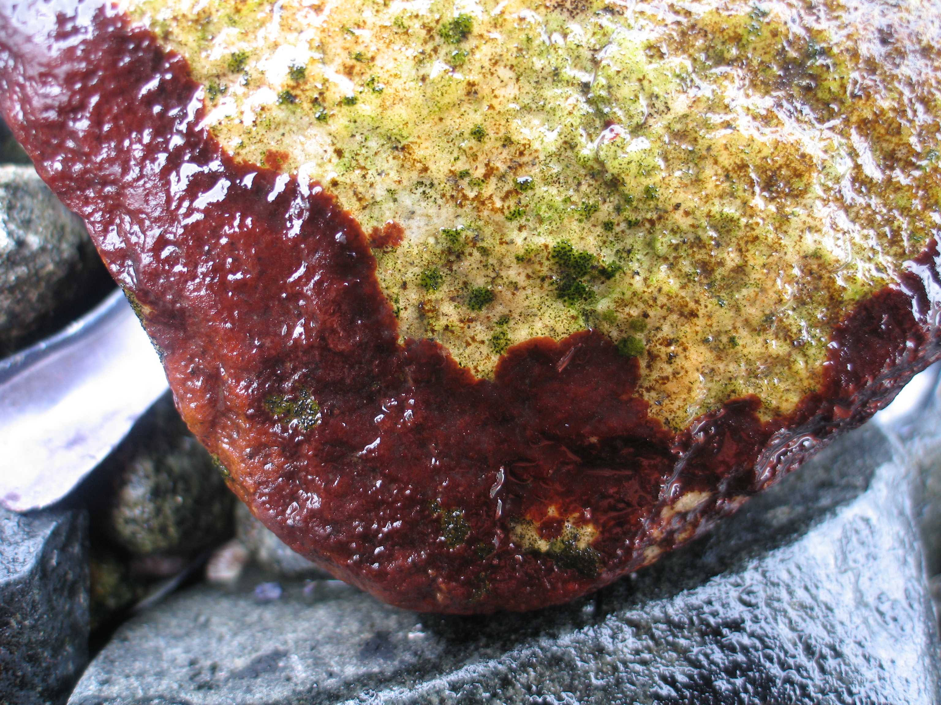 Hildenbrandia rubra