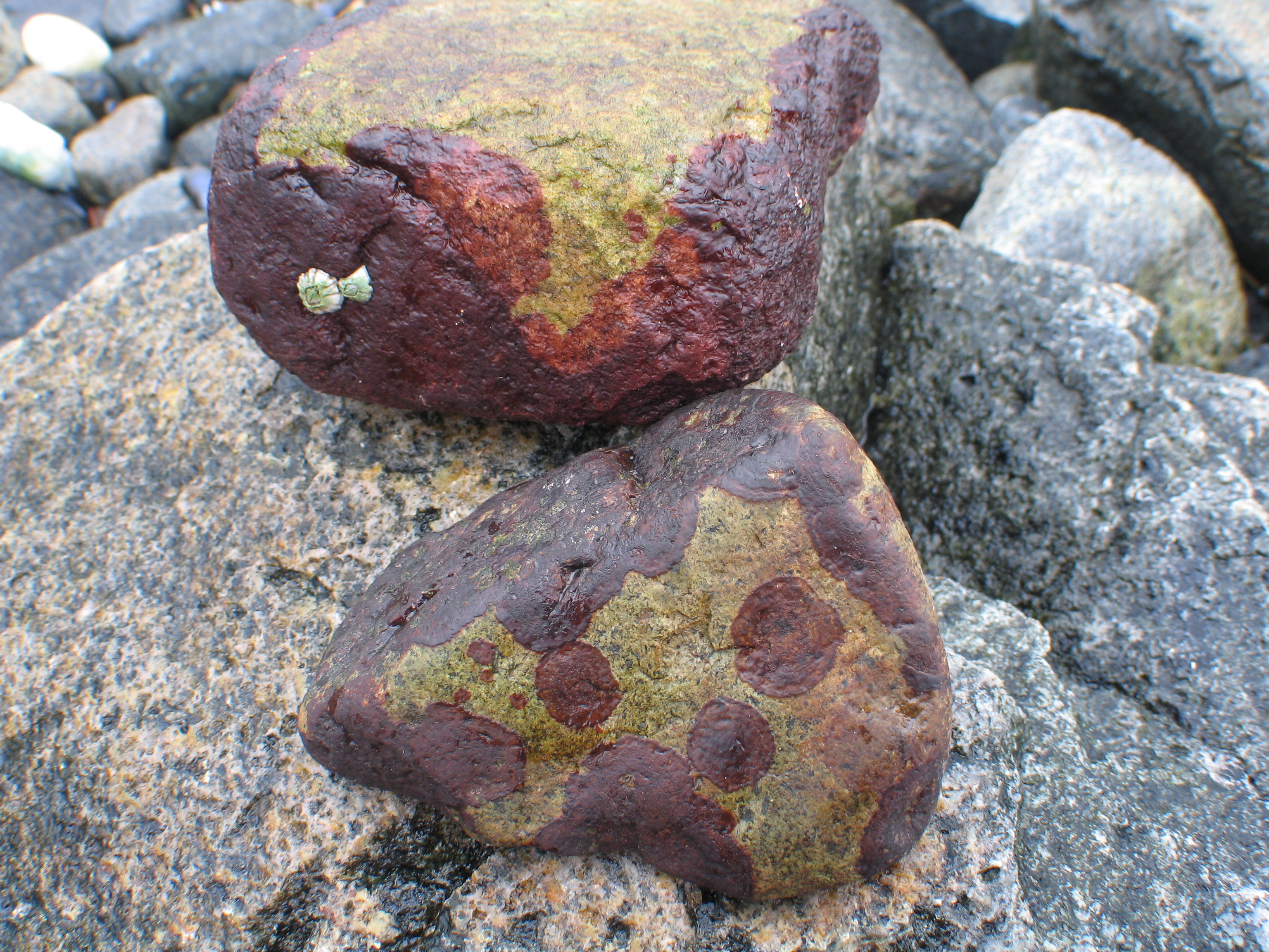 Hildenbrandia rubra – M. Lindeberg · Aleutian Islands · July 2006