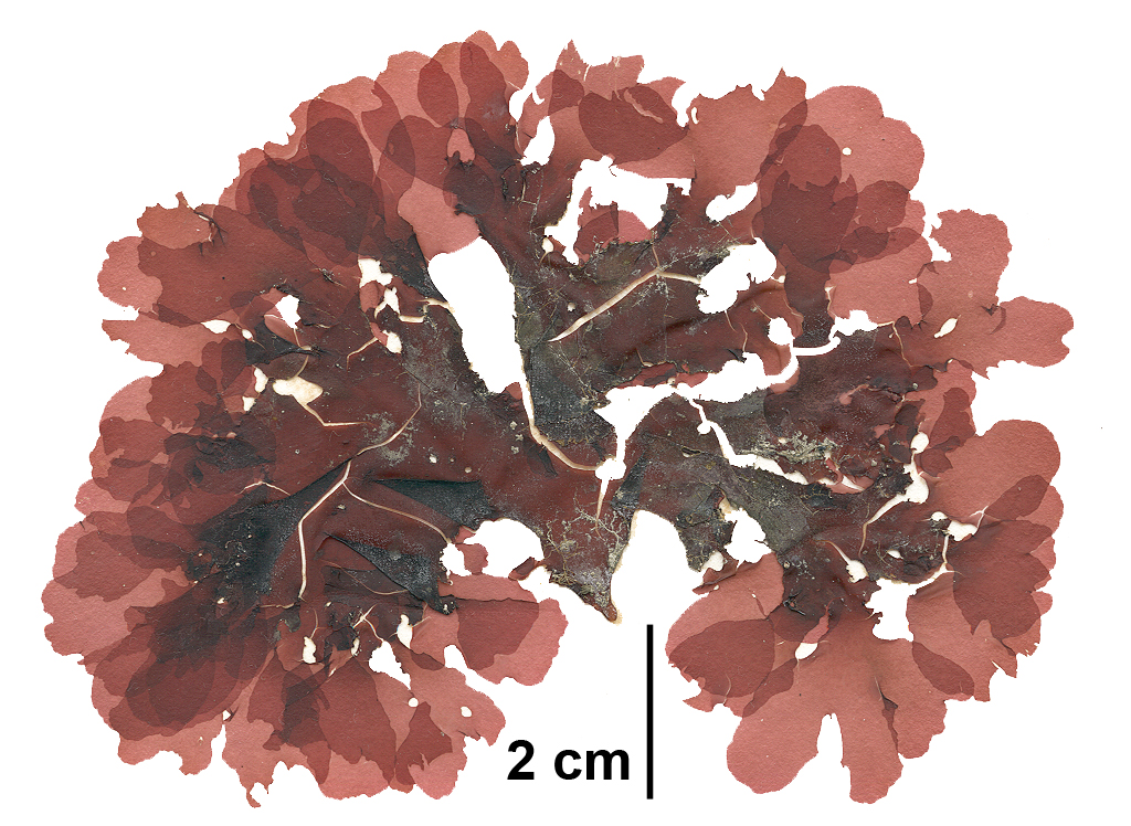 Hommersandia maximicarpa