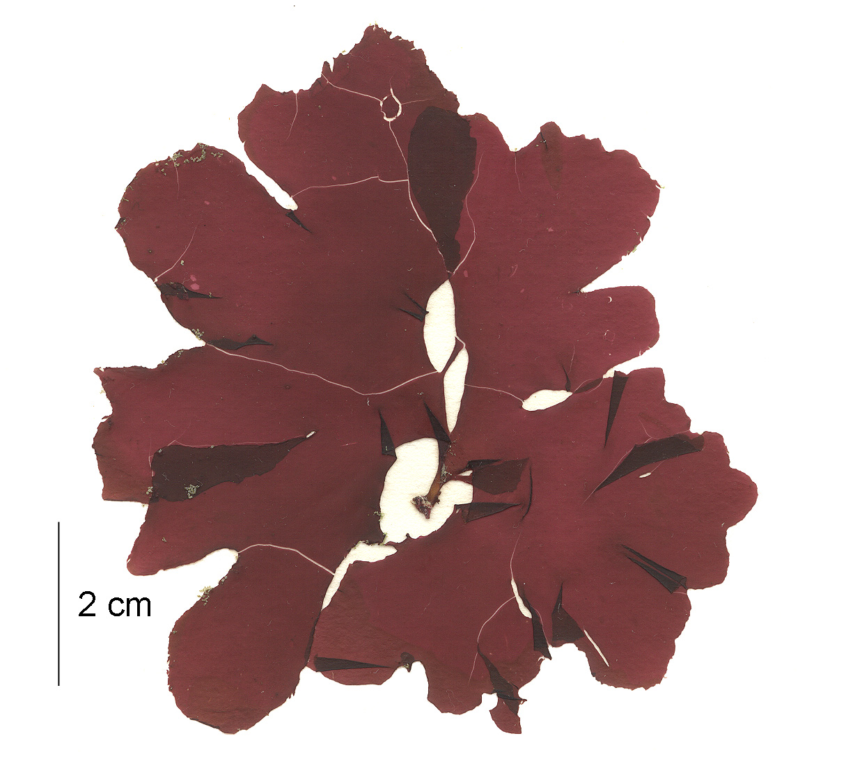 Hommersandia maximicarpa – S. Lindstrom