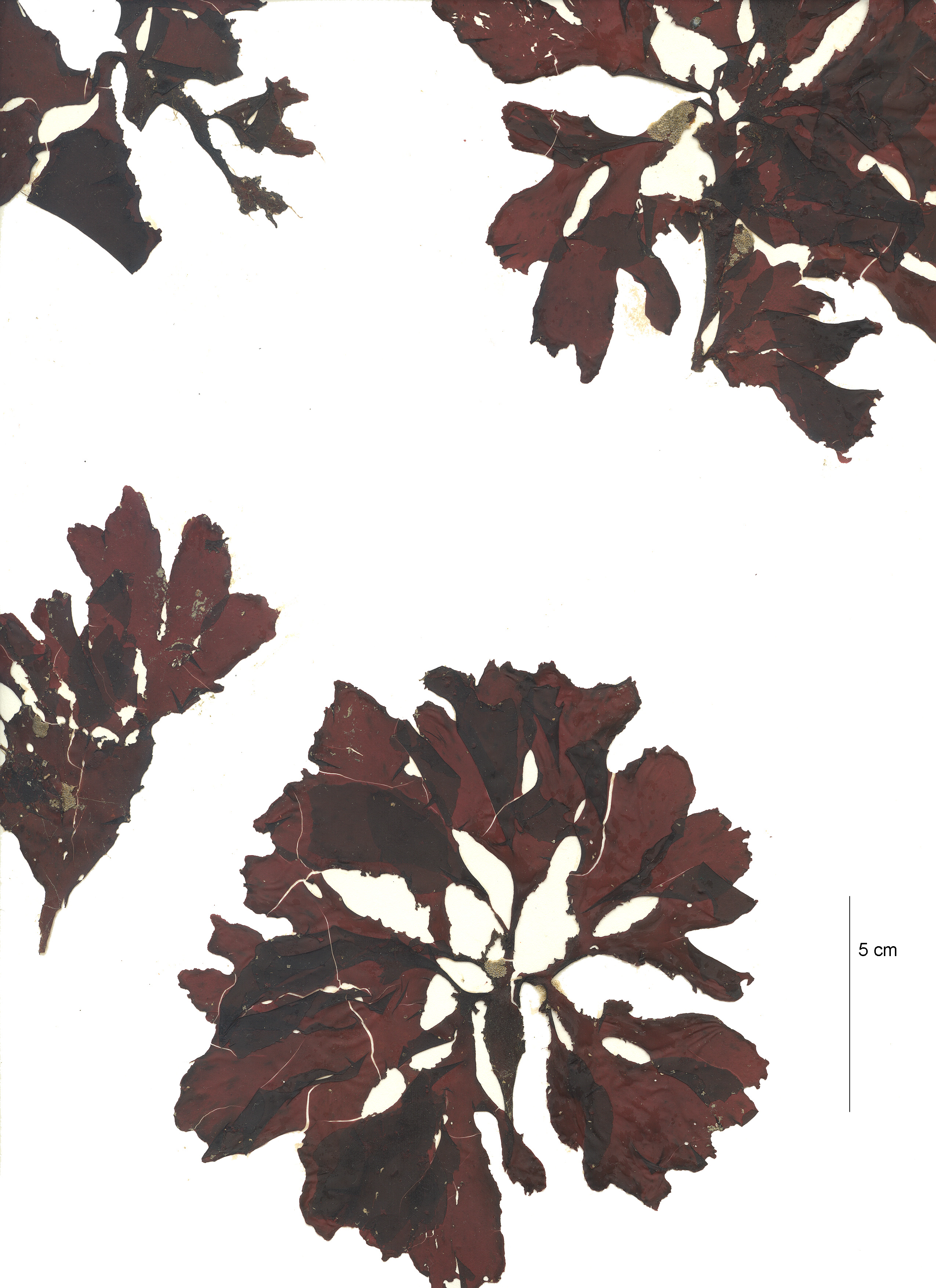 Hommersandia maximicarpa – M. Lindeberg · Aleutian Islands · July 2006