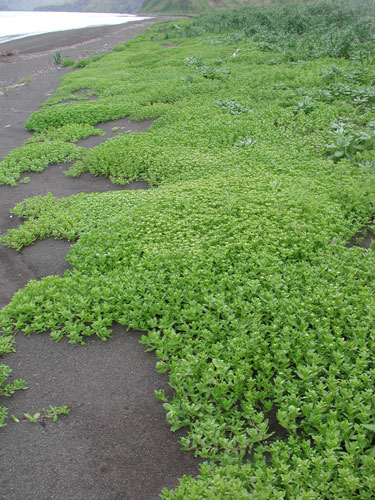 Honckenya peploides – M. Lindeberg · Aleutian Islands · June 2005