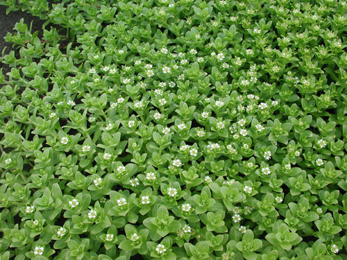 Honckenya peploides – M. Lindeberg · Aleutian Islands · June 2005