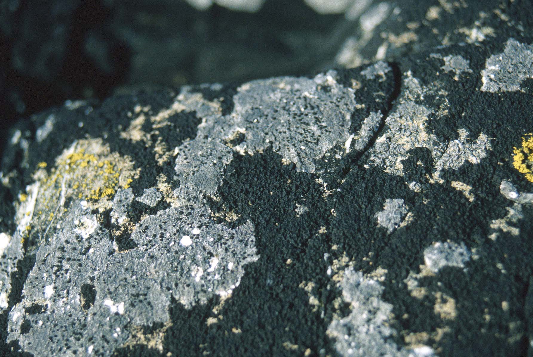 Hydropunctaria maura and other Verrucaria-like species