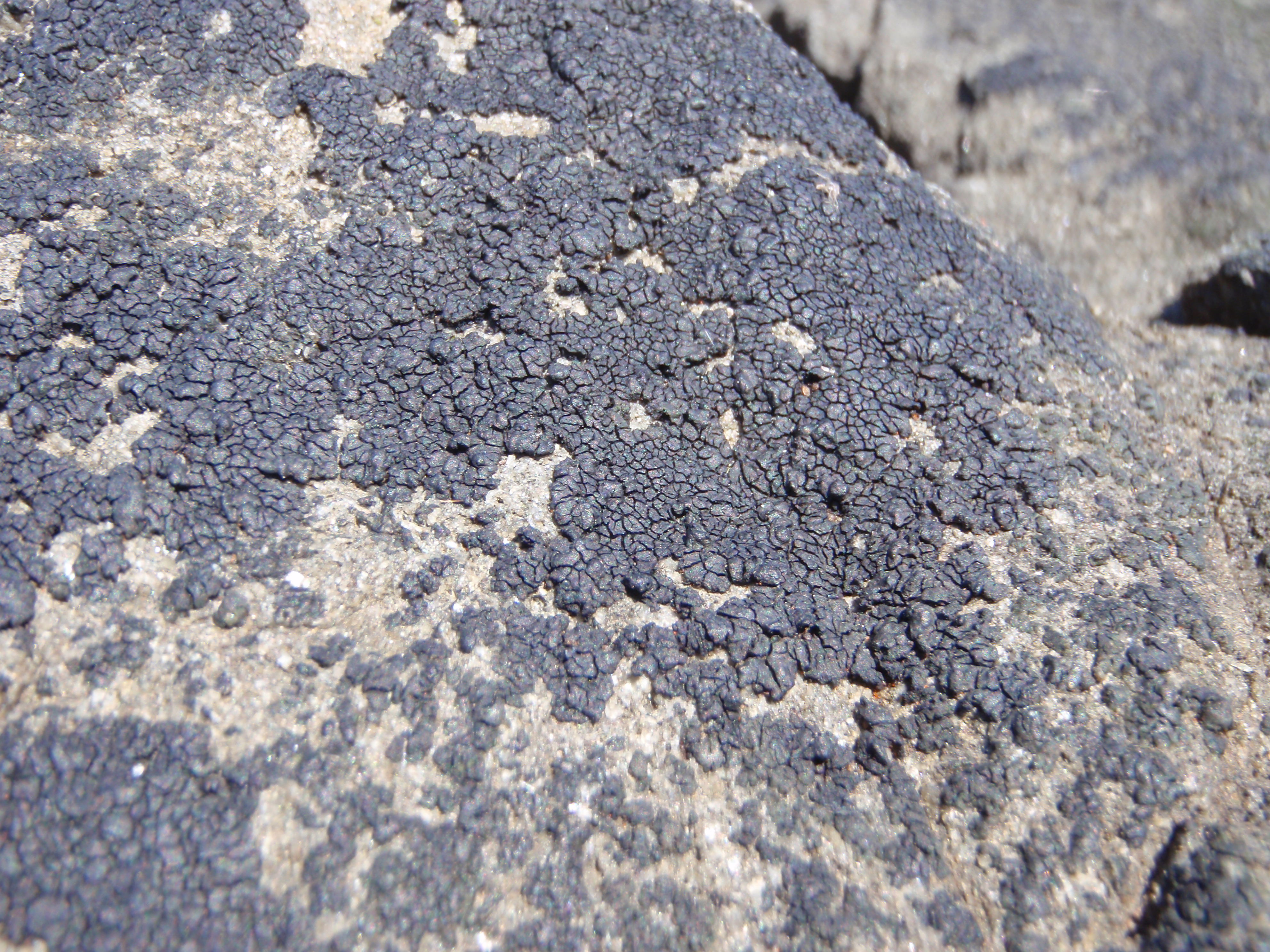 Hydropunctaria maura and other Verrucaria-like species – M. Lindeberg · Alaska Peninsula · July 2009