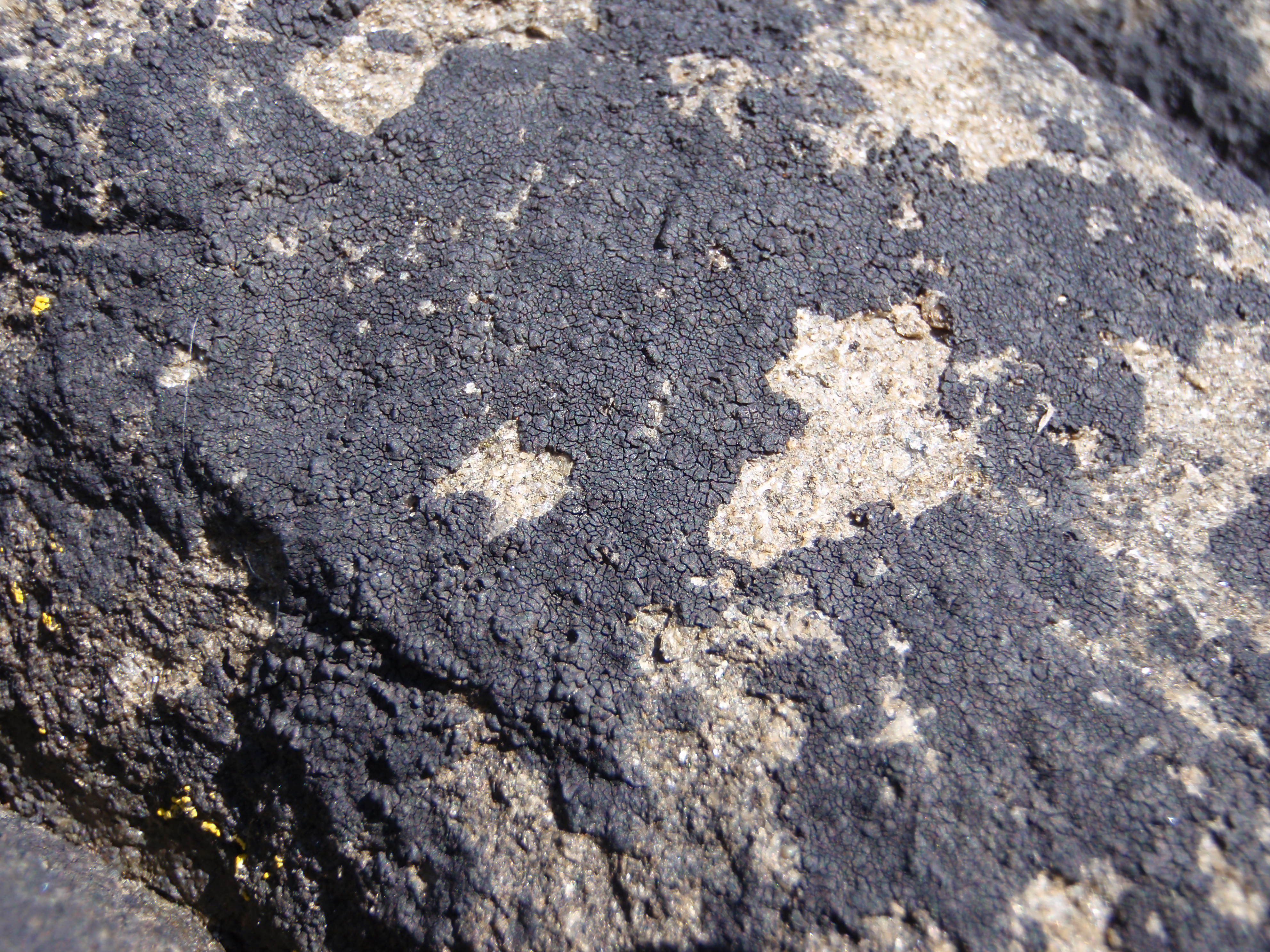 Hydropunctaria maura and other Verrucaria-like species – M. Lindeberg · Alaska Peninsula · July 2009
