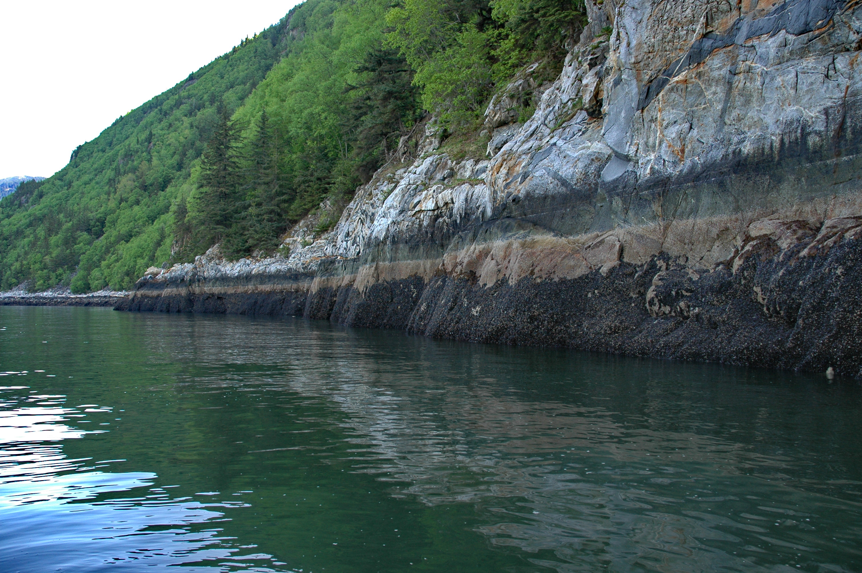 Hydropunctaria maura and other Verrucaria-like species – M. Lindeberg · Southeast Alaska · May 2005