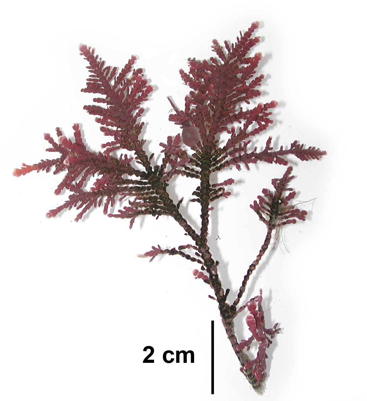 Johansenia macmillanii