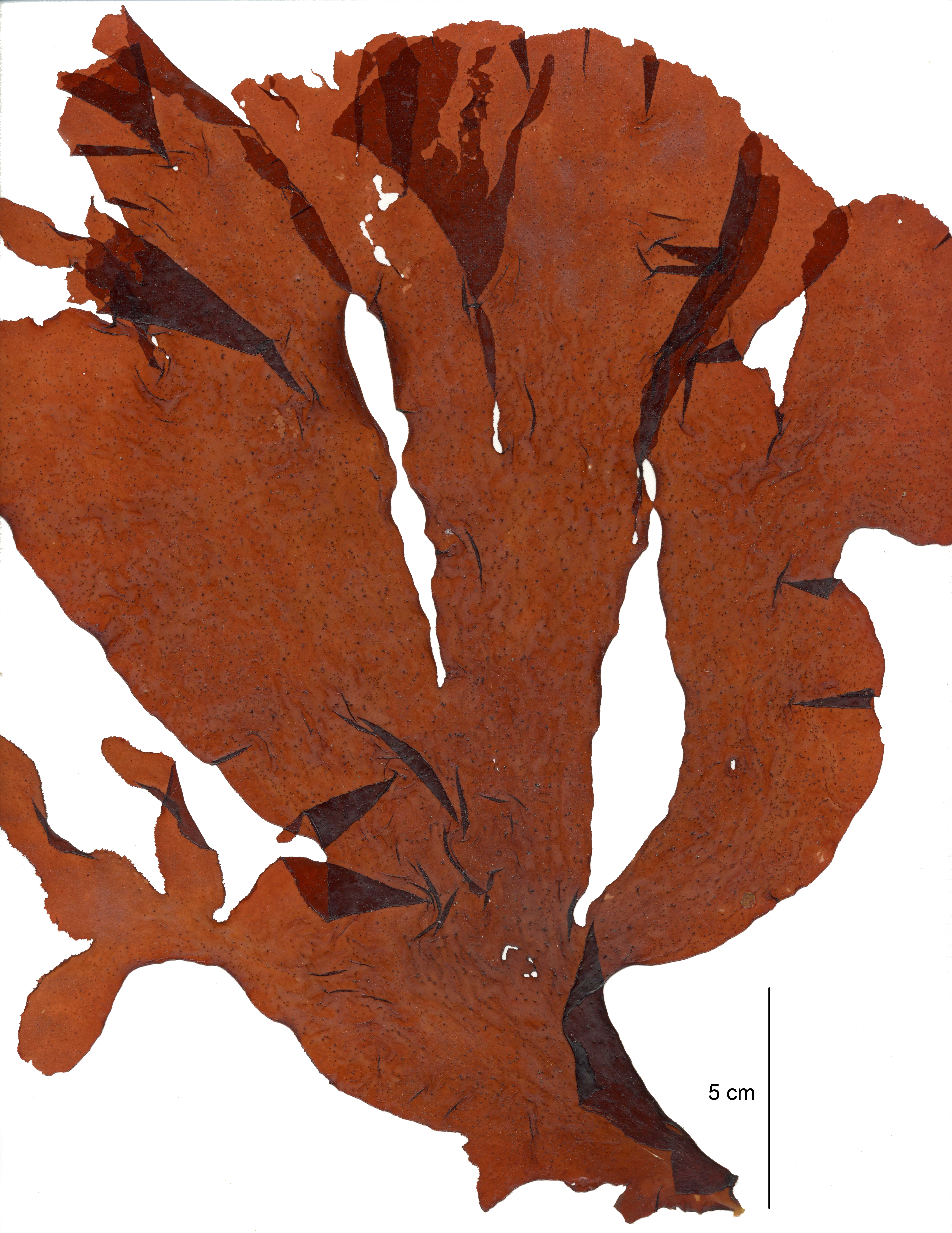 Kallymeniopsis spp. – M. Lindeberg · Aleutian Islands · July 2007