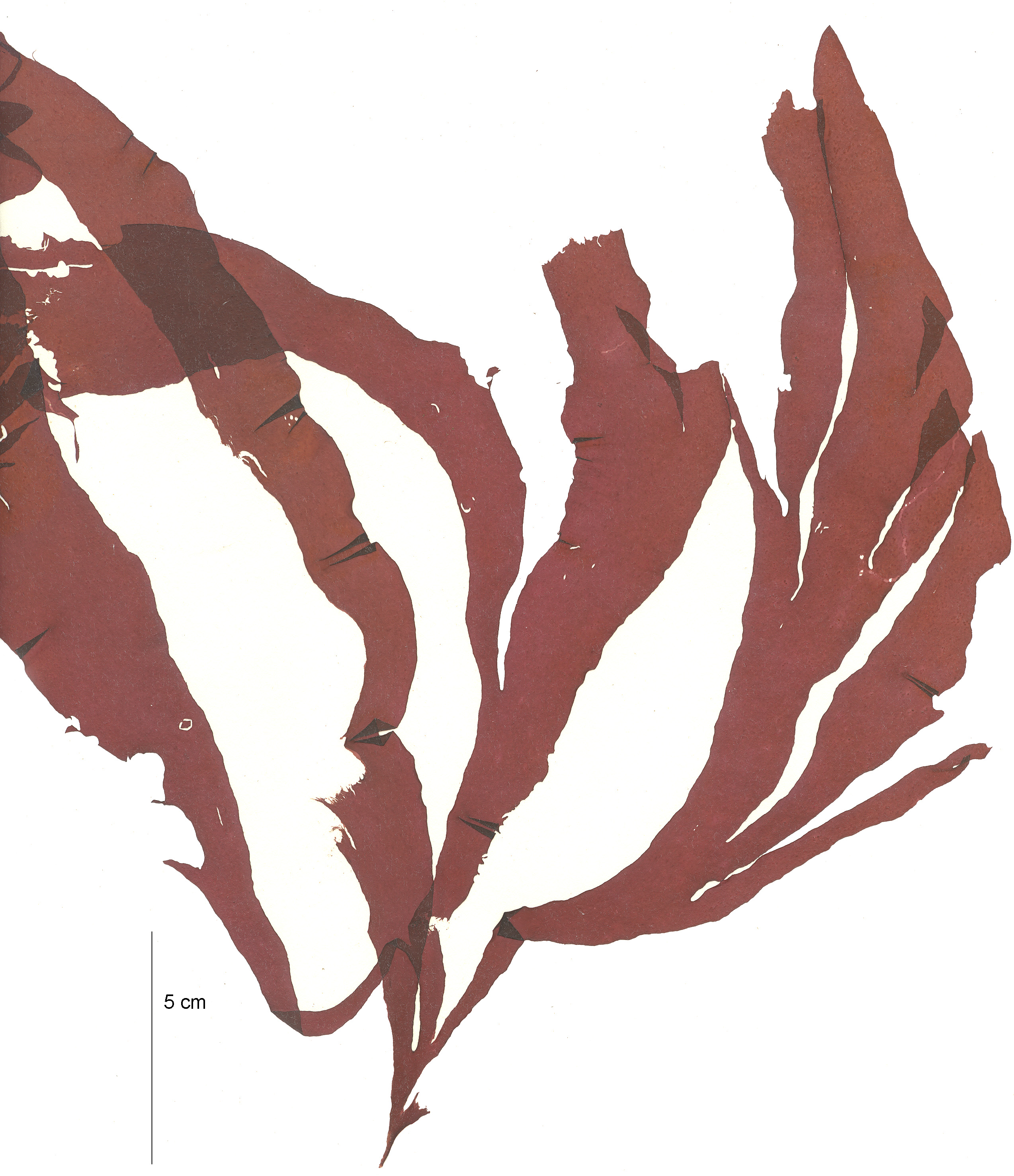 Kallymeniopsis spp. – M. Lindeberg · Aleutian Islands · July 2006