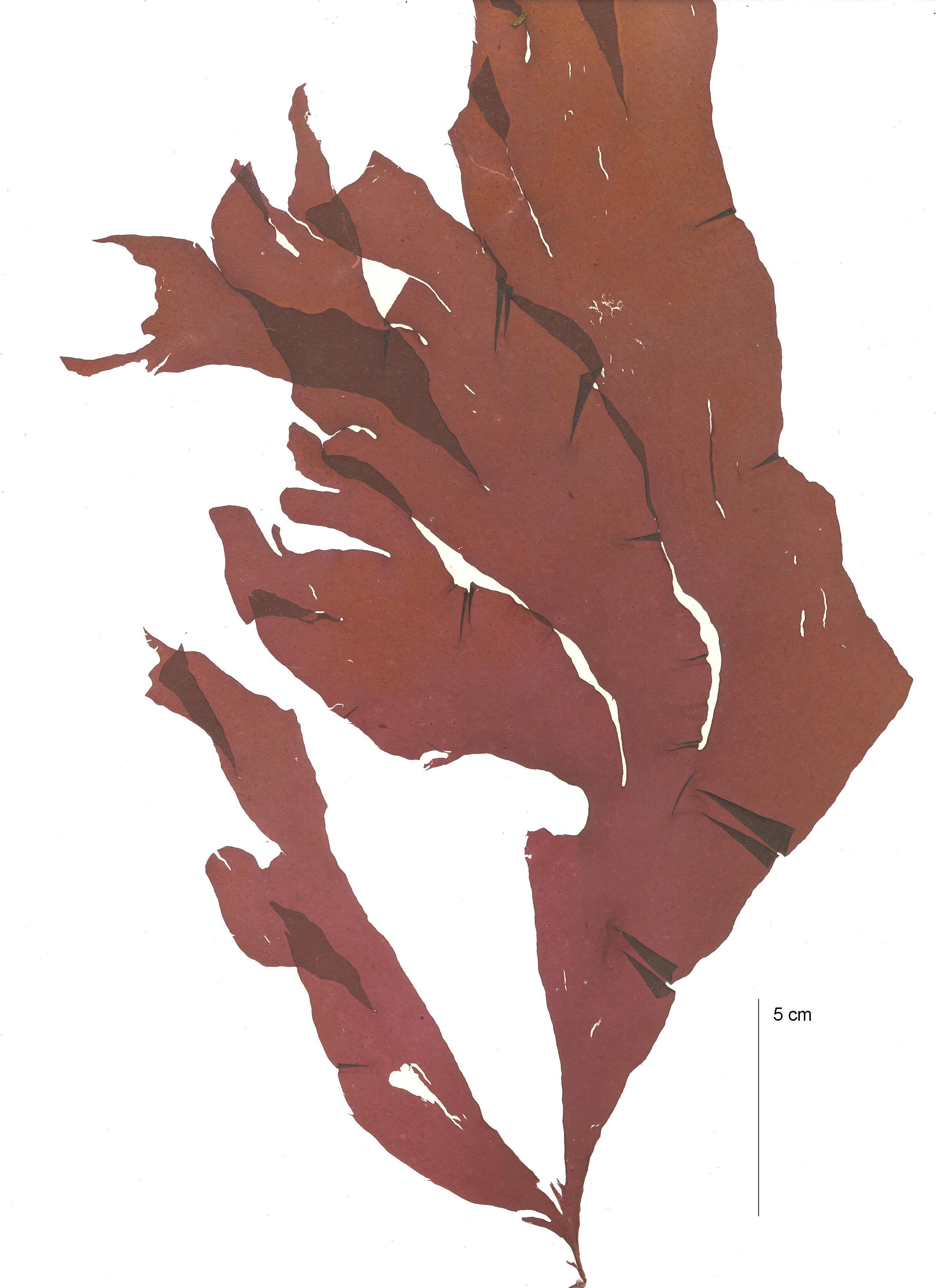 Kallymeniopsis spp. – M. Lindeberg · Aleutian Islands · July 2006