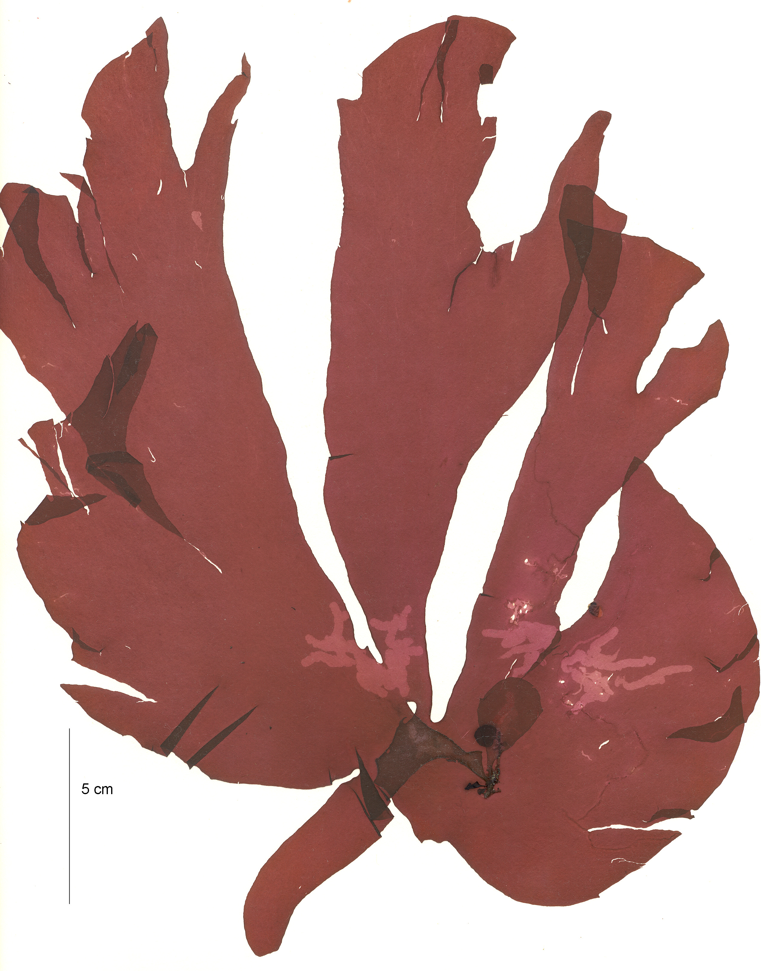 Kallymeniopsis spp. – M. Lindeberg · Aleutian Islands · July 2006