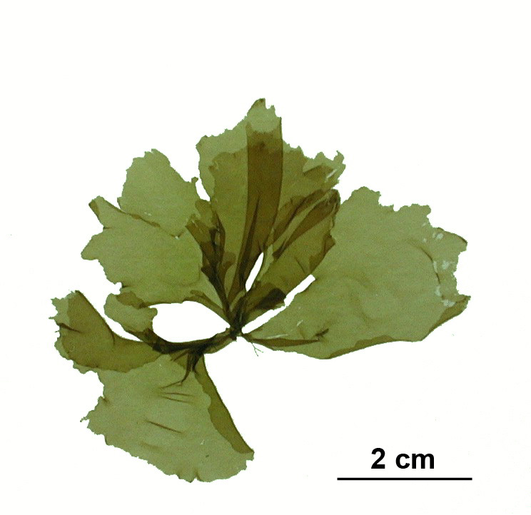 Kornmannia leptoderma