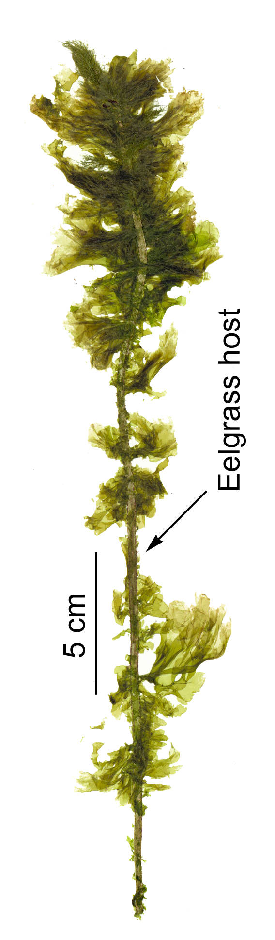 Kornmannia leptoderma – S. Lindstrom