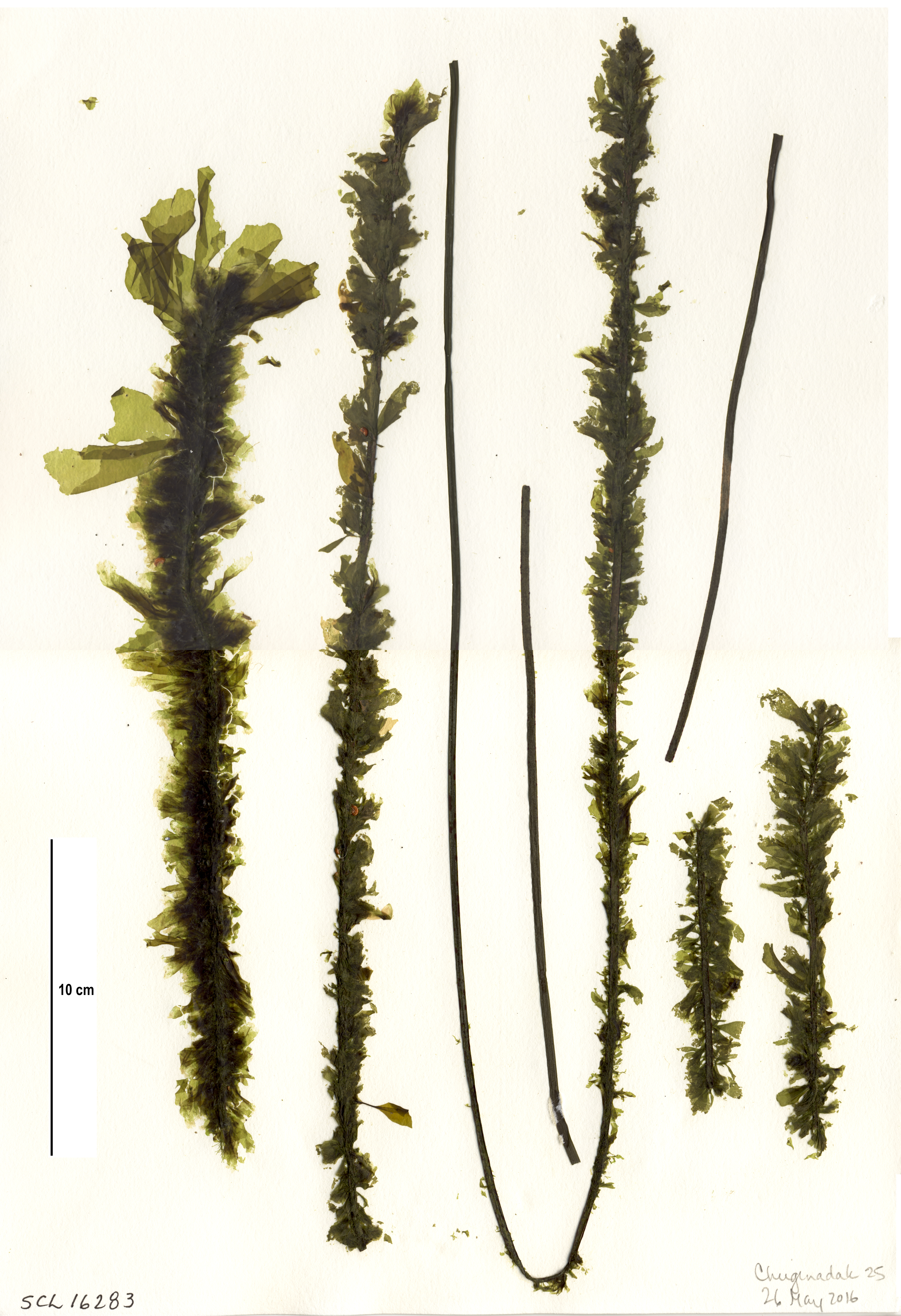 Kornmannia leptoderma – S. Lindstrom