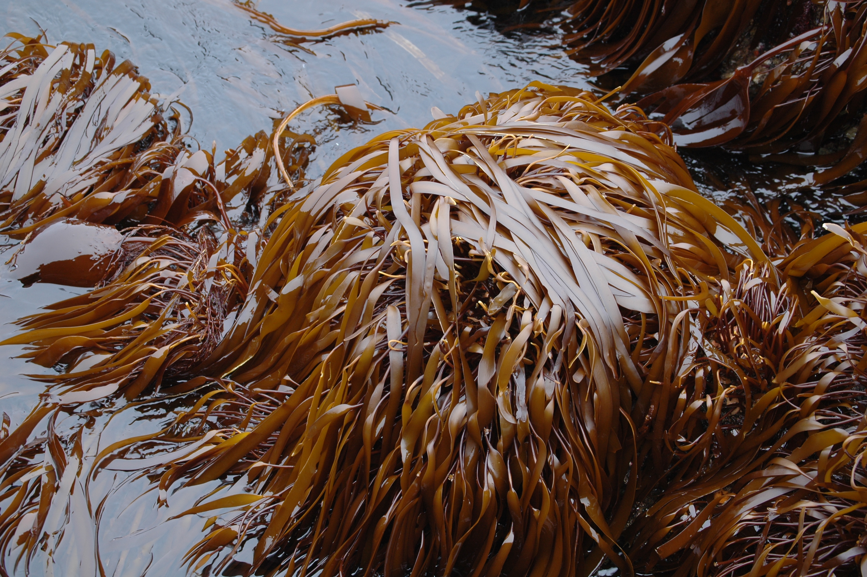 Laminaria repens – M. Lindeberg · Aleutian Islands · July 2007