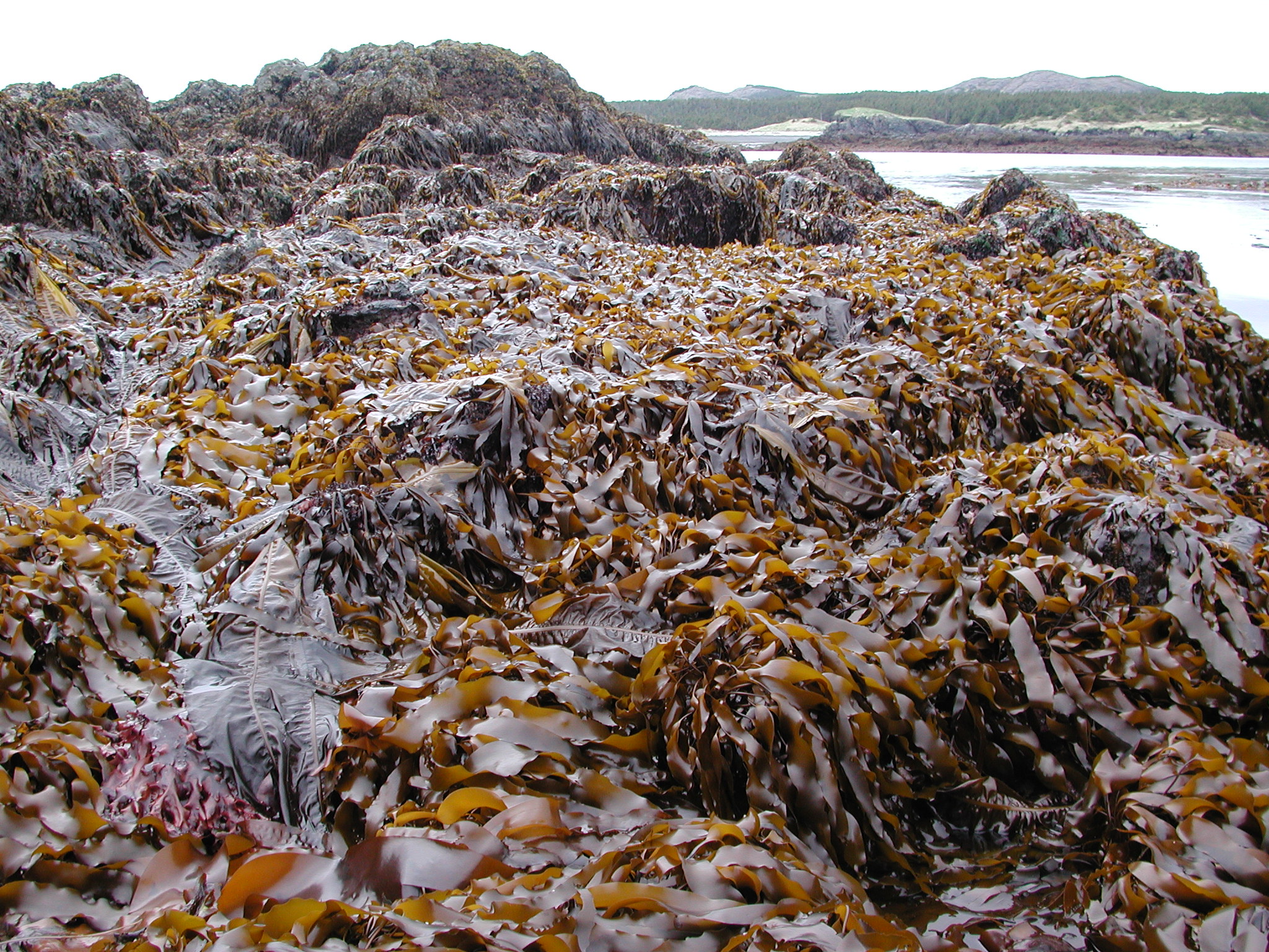 Laminaria repens – M. Lindeberg · Kodiak Archipelago · May 2005