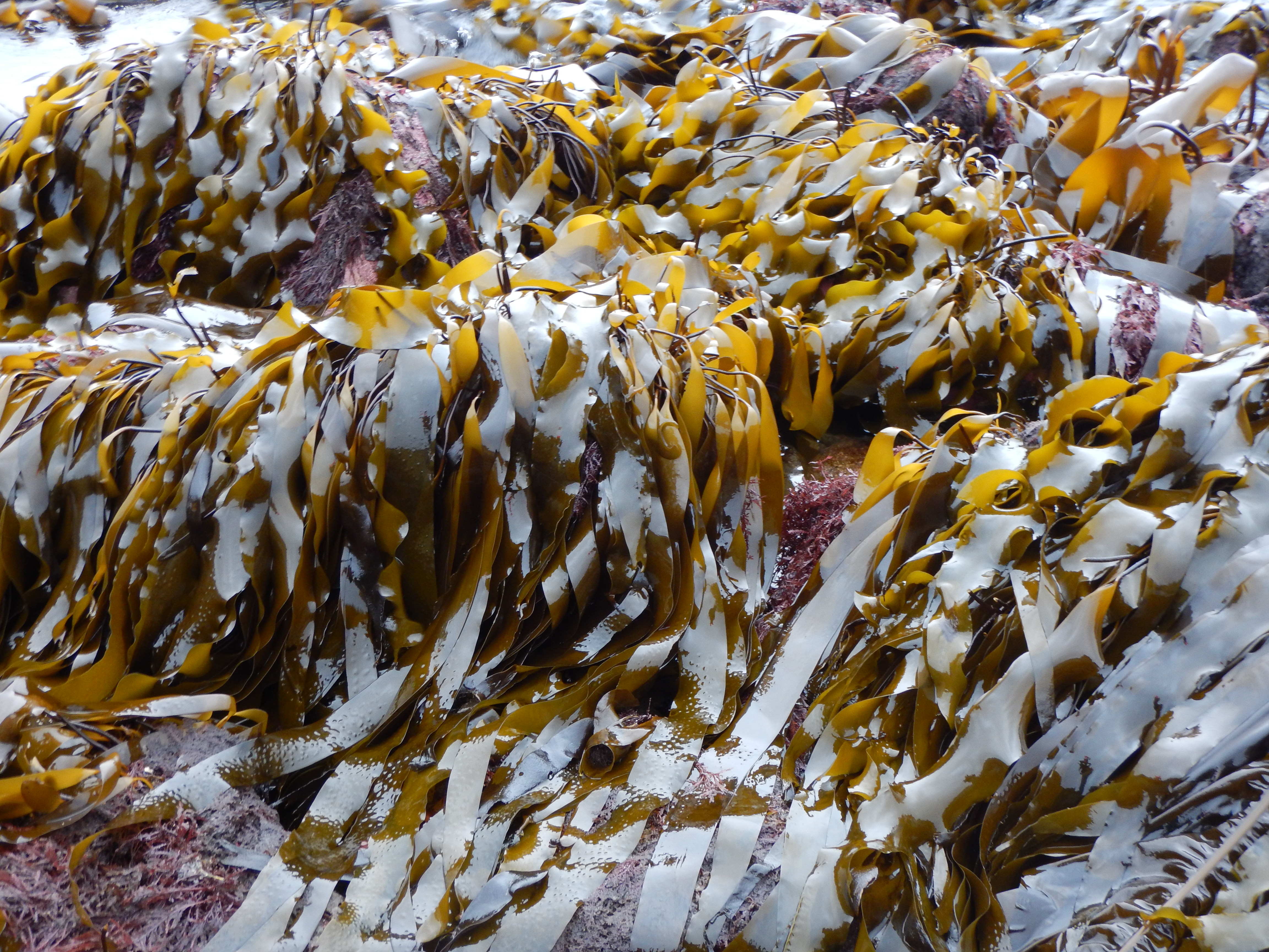 Laminaria repens – M. Lindeberg · Alaska Peninsula · May 2016