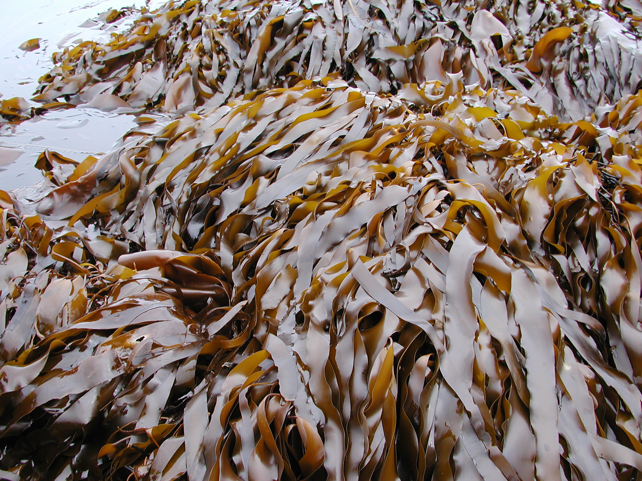 Laminaria repens – M. Lindeberg · Kodiak Archipelago · May 2005