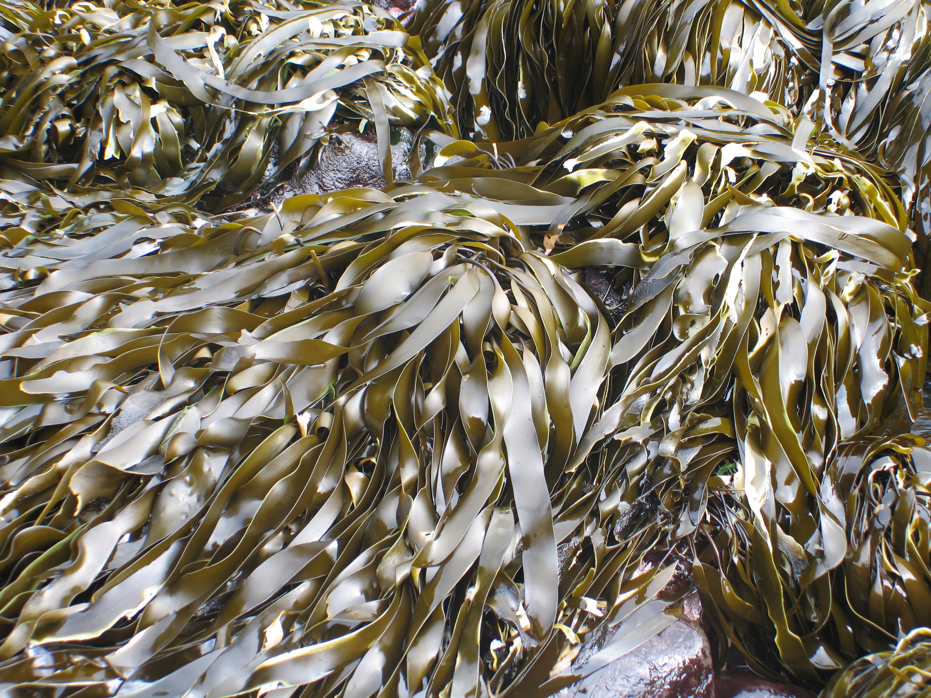 Laminaria repens – M. Lindeberg · Aleutian Islands · June 2007